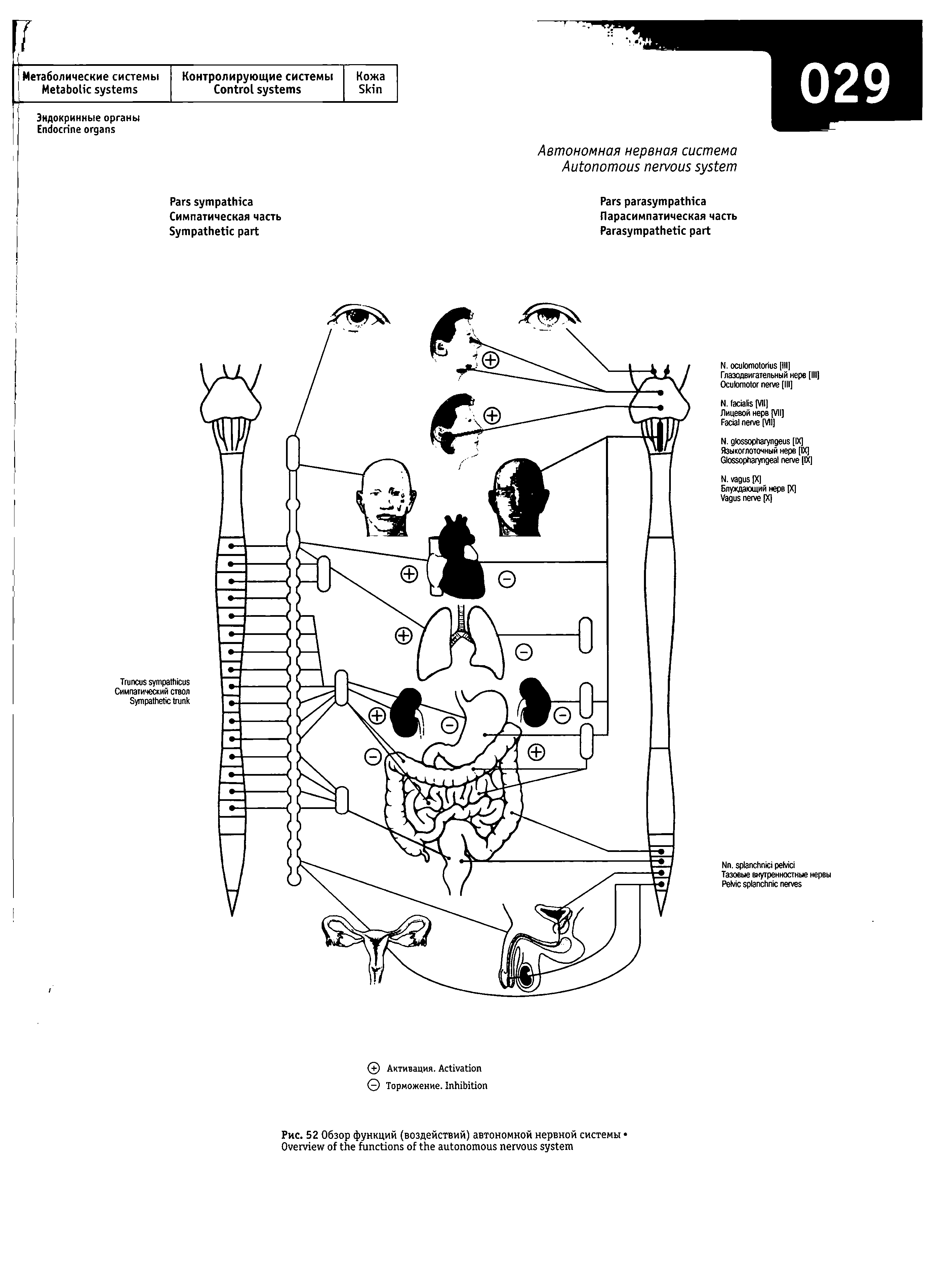 Рис. 52 Обзор функций (воздействий) автономной нервной системы O ...