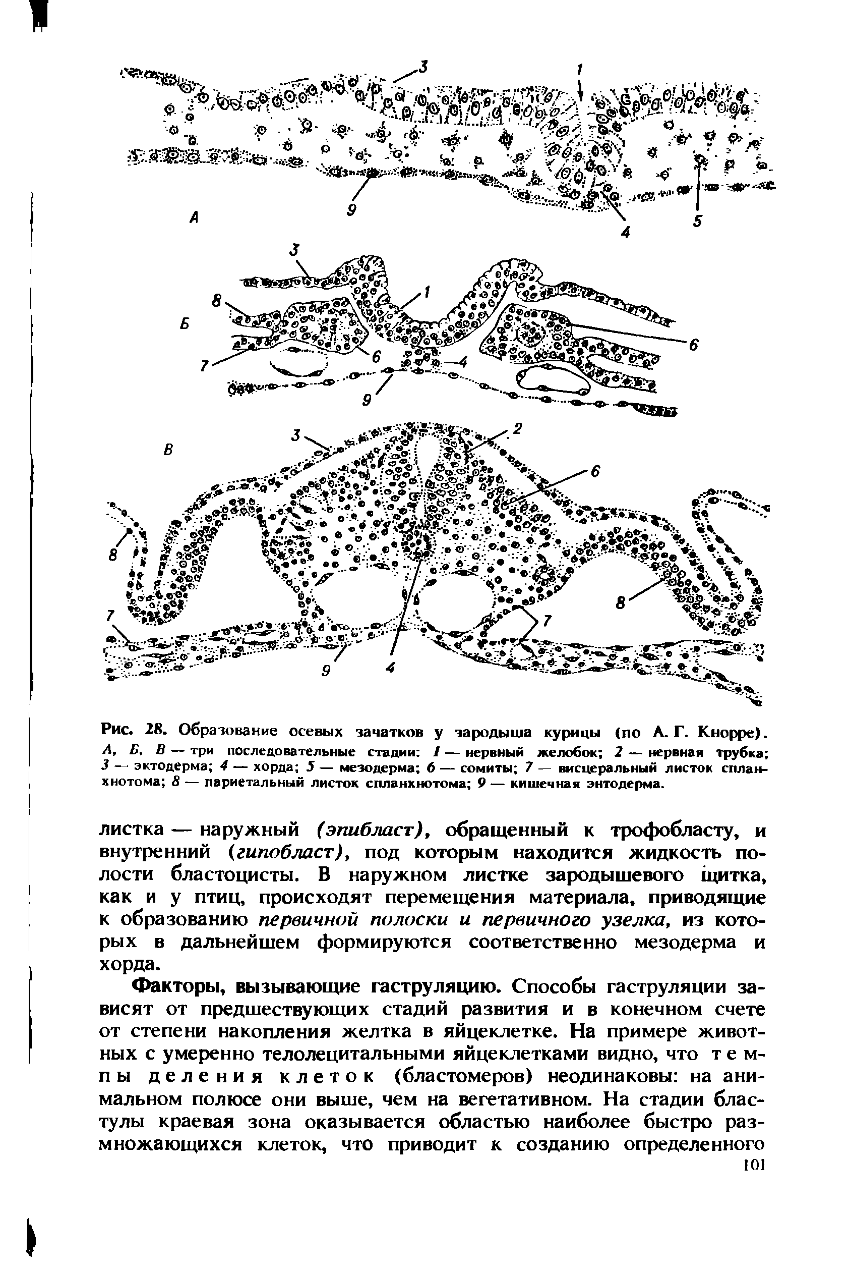 Рис. 28. Образование осевых зачатков у зародыша курицы (по А. Г. Кнорре). А, Б, В — три последовательные стадии / — нервный желобок 2 — нервная трубка 3 — эктодерма 4 — хорда 5 — мезодерма 6 — сомиты 7 — висцеральный листок сплан-хнотома 8 — париетальный листок спланхнотома 9 — кишечная энтодерма.