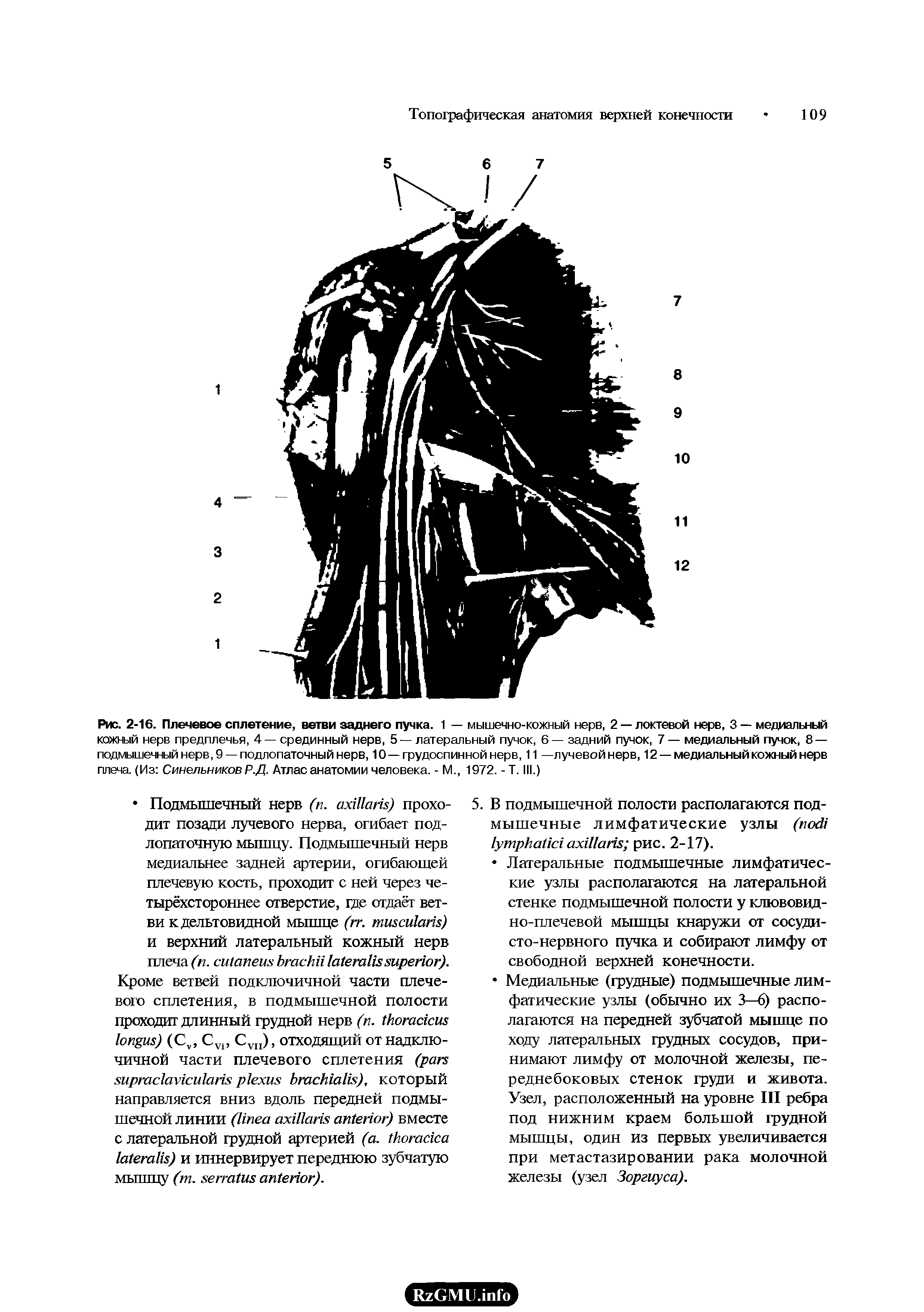 Рис. 2-16. Плечевое сплетение, ветви заднего пучка. 1 — мышечно-кожный нерв, 2 — локтевой нерв, 3 — медиальный кожный нерв предплечья, 4— срединный нерв, 5 — латеральный пучок, 6— задний пучок, 7 — медиальный пучок, 8 — подмышечный нерв, 9 —подлопаточный нерв, 10 —грудоспинной нерв, 11 —лучевойнерв, 12 — медиальный кожный нерв плеча. (Из Синельников Р.Д. Атлас анатомии человека. - М., 1972. - Т. III.)...