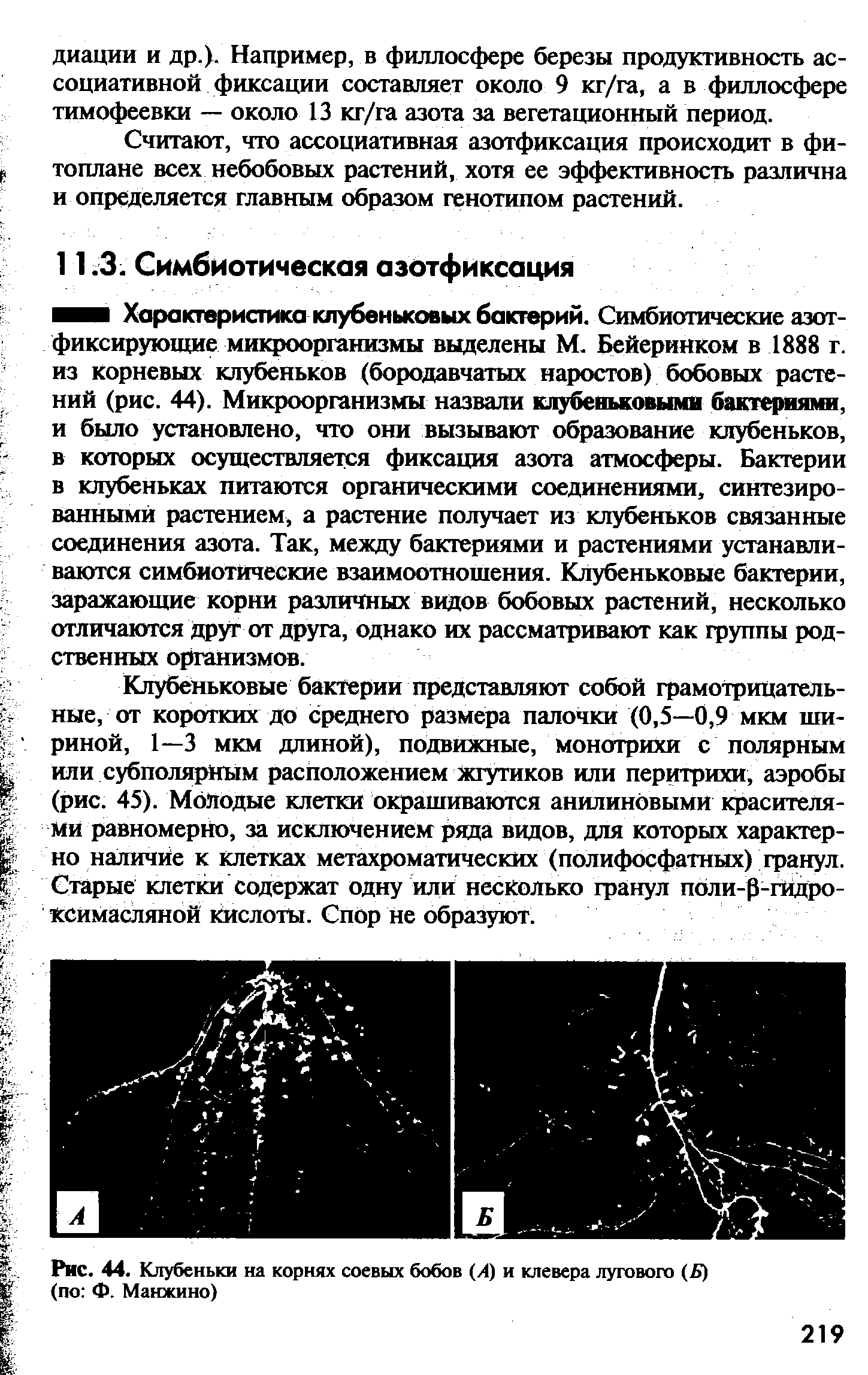 Рис. 44. Клубеньки на корнях соевых бобов (А) и клевера лугового ( ) (по Ф. Манжино)...