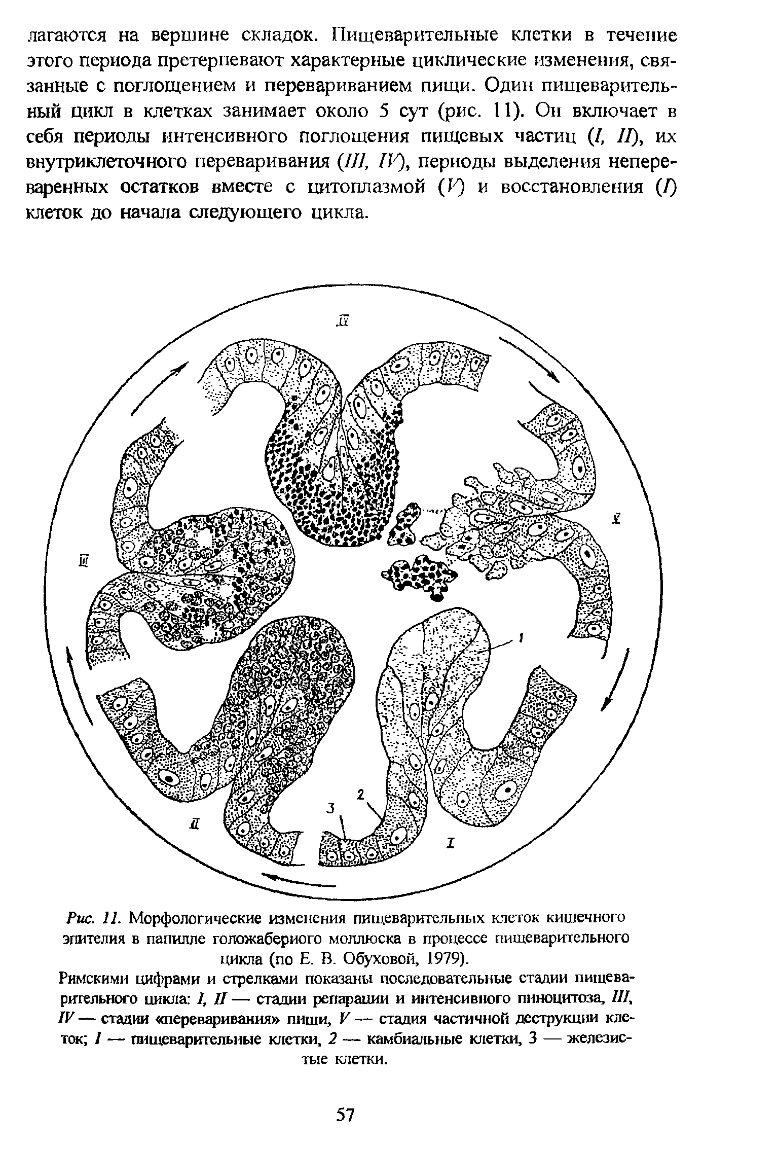 Рис. 11. Морфологические изменения пищеварительных клеток кишечного эпителия в папилле голожаберного моллюска в процессе пищеварительного цикла (по Е. В. Обуховой, 1979).