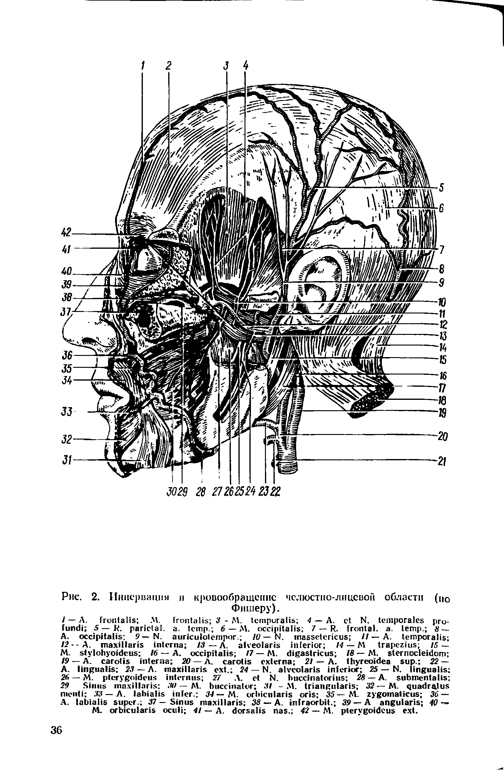 Рис. 2. Иннервация и кровообращение челюстно-лицевой области (ц0 Фишеру).