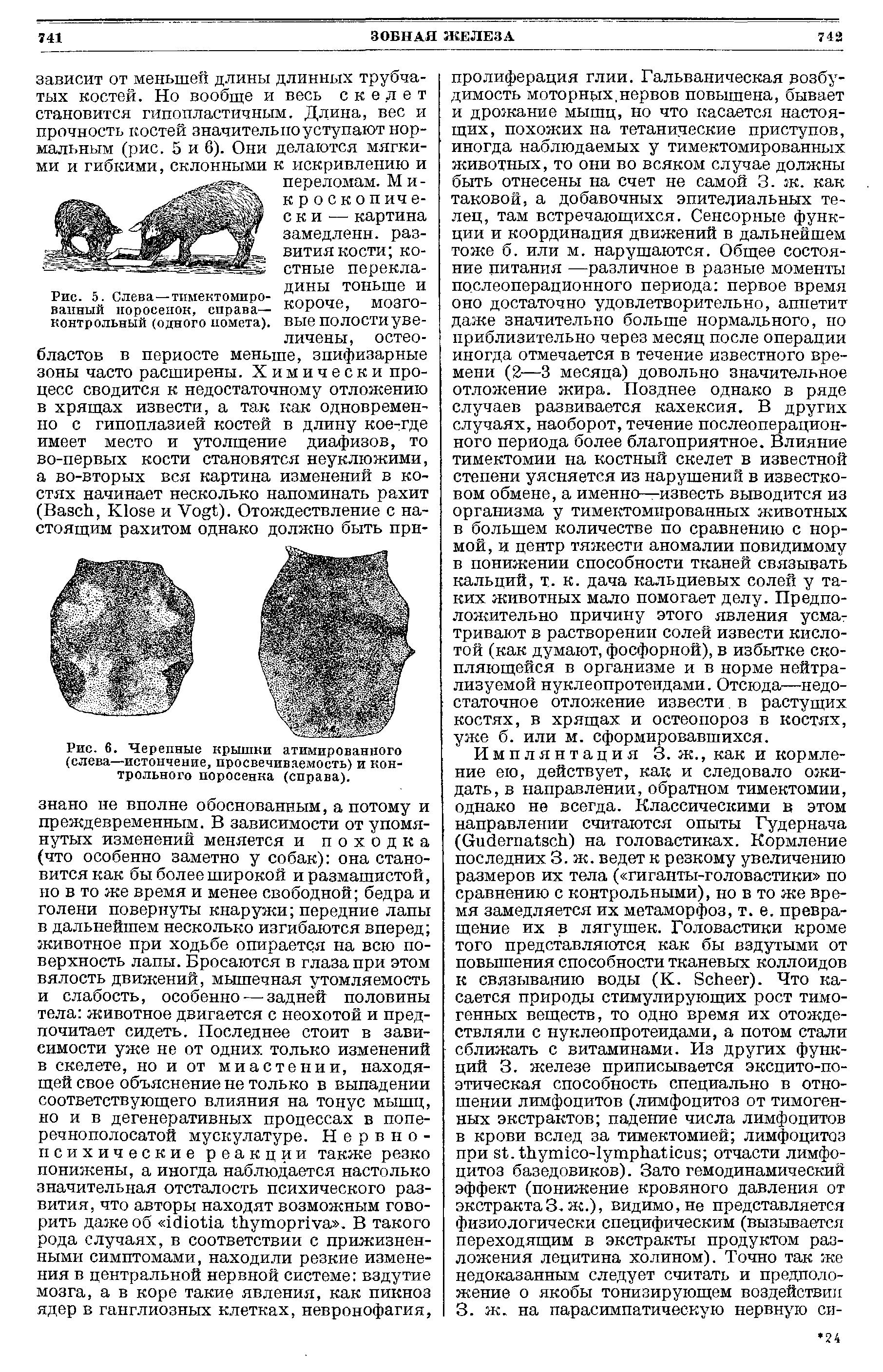 Рис. 6. Черепные крышки атимированного (слева—истончение, просвечиваемость) и контрольного поросенка (справа).