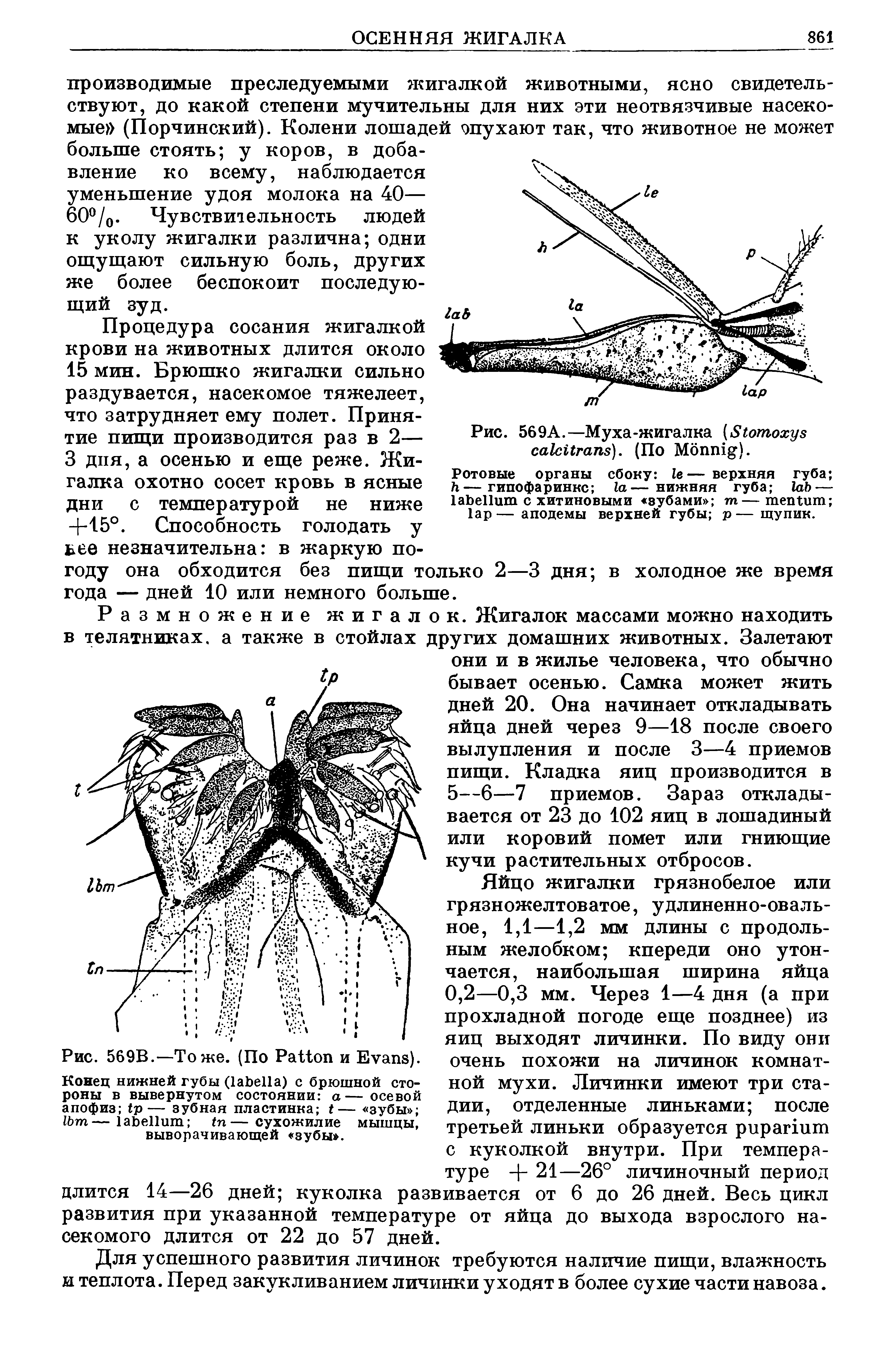 Рис. 569А.—Муха-жигалка (S ). (По M ).