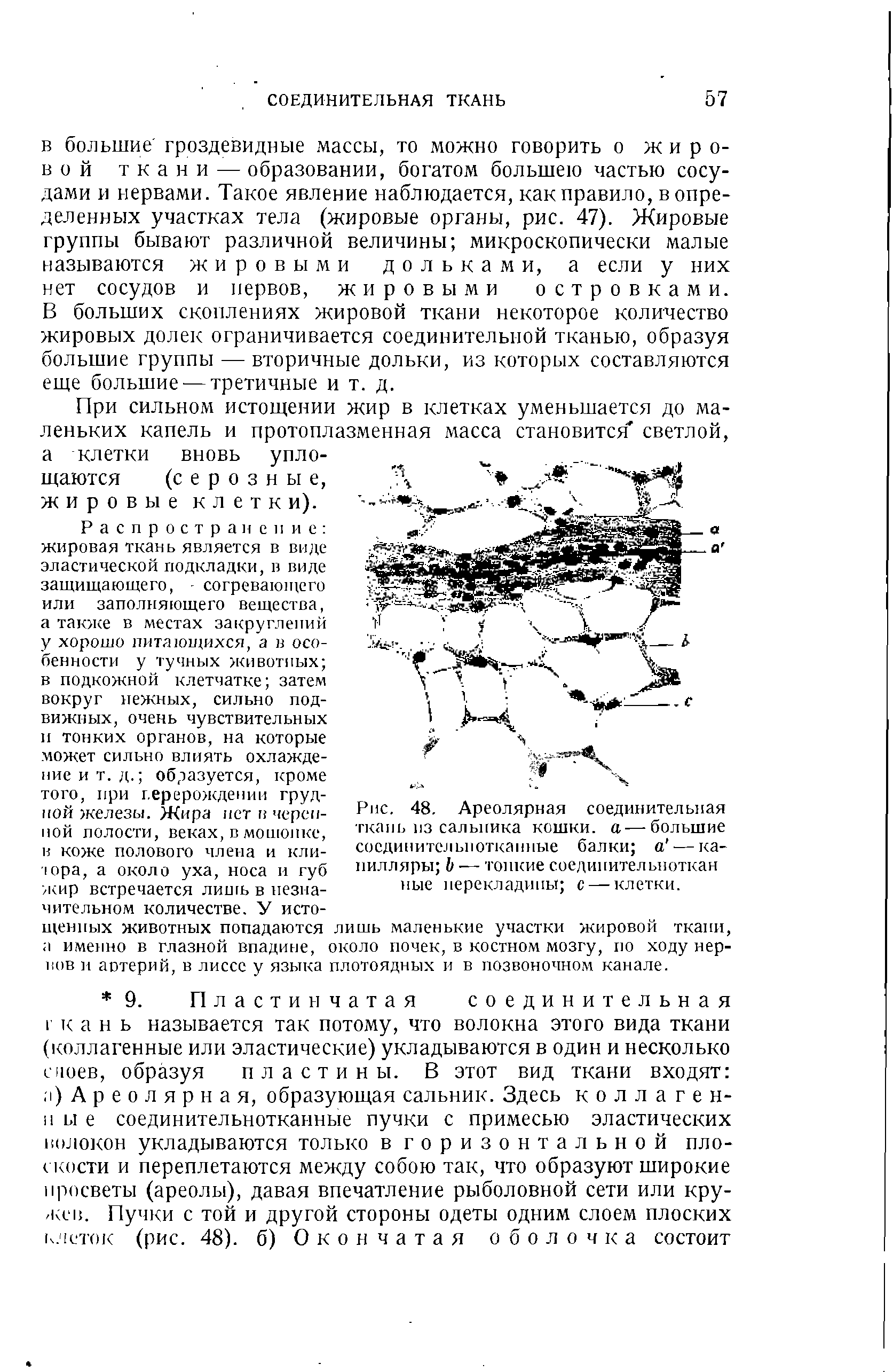 Рис. 48, Ареолярная соединительная ткань из сальника кошки, а—большие соединительнотканные балки а — капилляры Ь — топкие соединительноткан ные перекладины с — клетки.