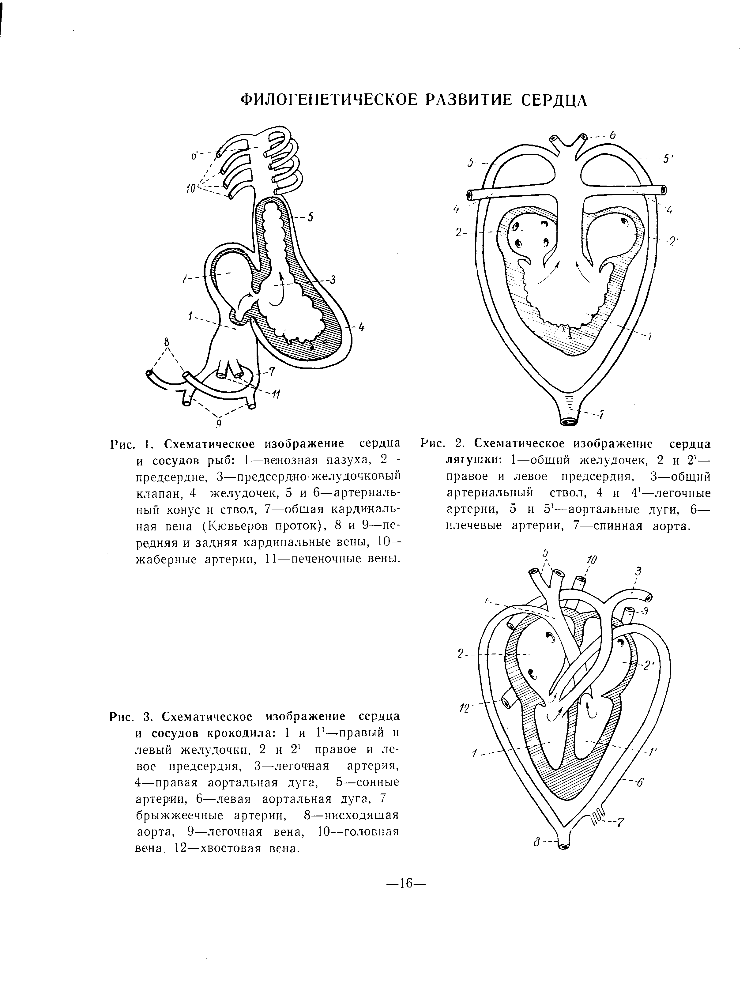 Рис. 1. Схематическое изображение сердца и сосудов рыб 1—венозная пазуха, 2— предсердие, 3—предсердно-желудочковый клапан, 4—желудочек, 5 и 6—артериальный конус и ствол, 7—общая кардинальная вена (Кювьеров проток), 8 и 9—передняя и задняя кардинальные вены, 10-жаберные артерии, 11—печеночные вены.