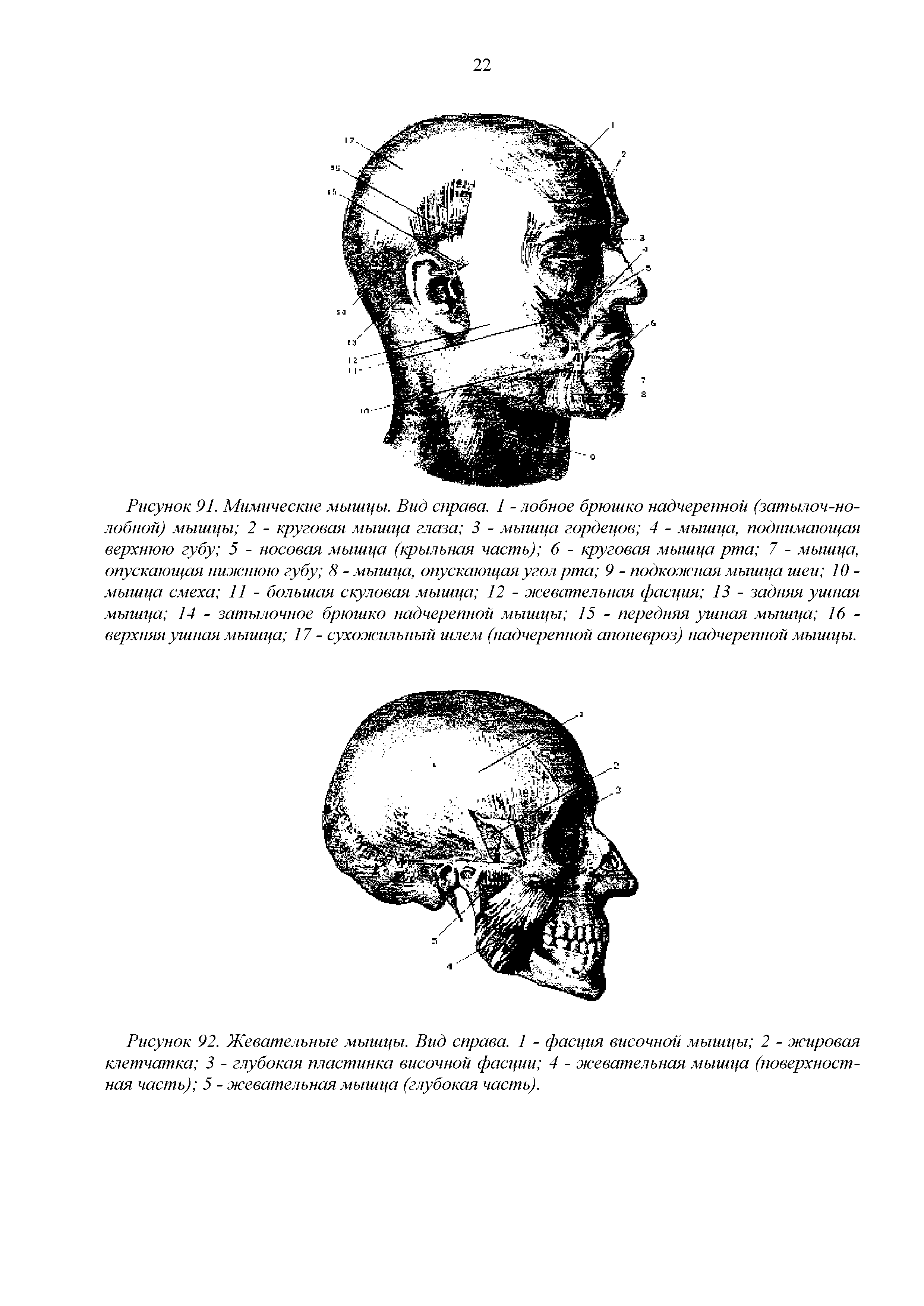 Рисунок 92. Жевательные мышцы. Вид справа. 1 - фасция височной мышцы 2 - жировая клетчатка 3 - глубокая пластинка височной фасции 4 - жевательная мышца (поверхностная часть) 5 - жевательная мышца (глубокая часть).