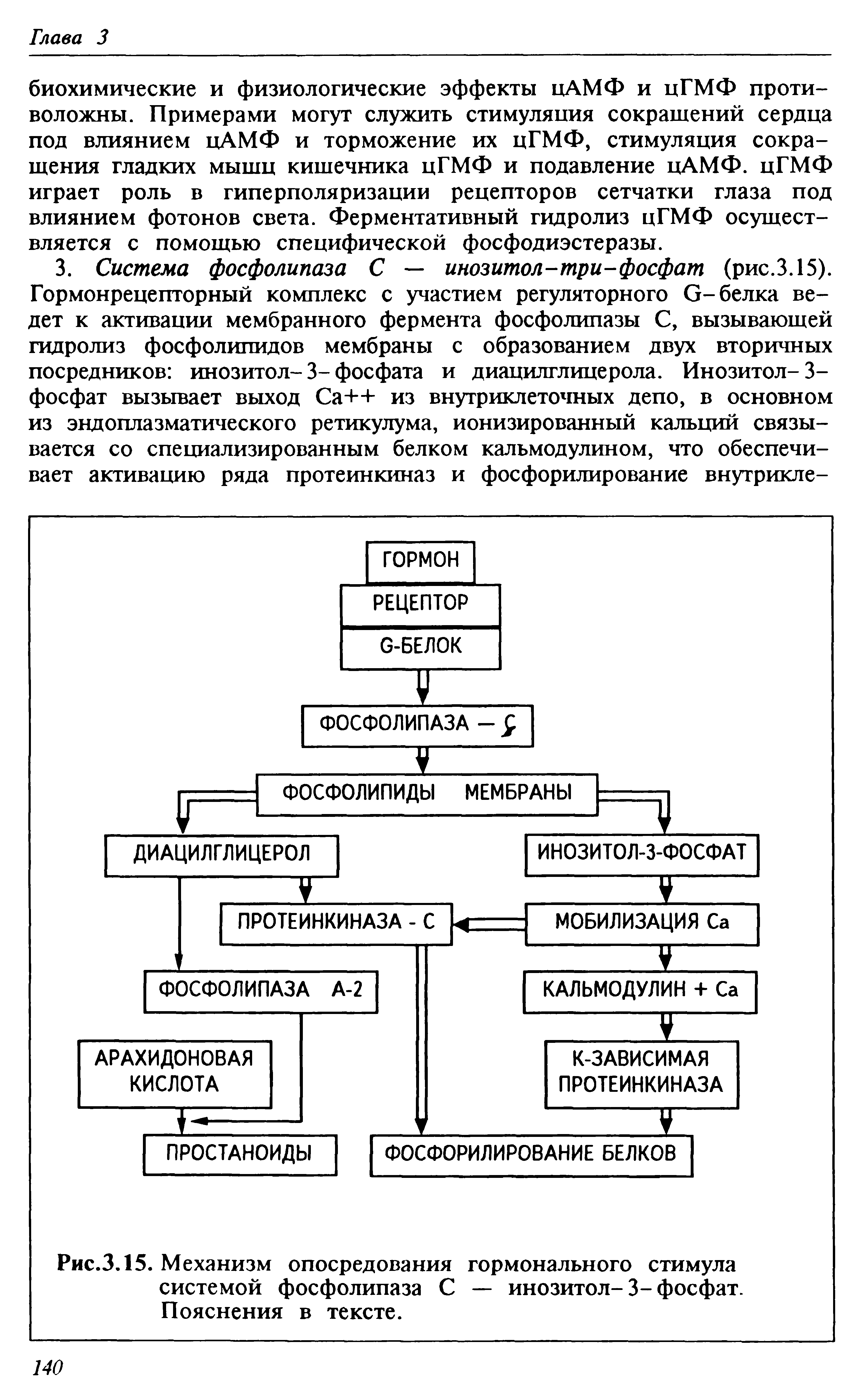 Рис.3.15. Механизм опосредования гормонального стимула системой фосфолипаза С — инозитол-3-фосфат. Пояснения в тексте.