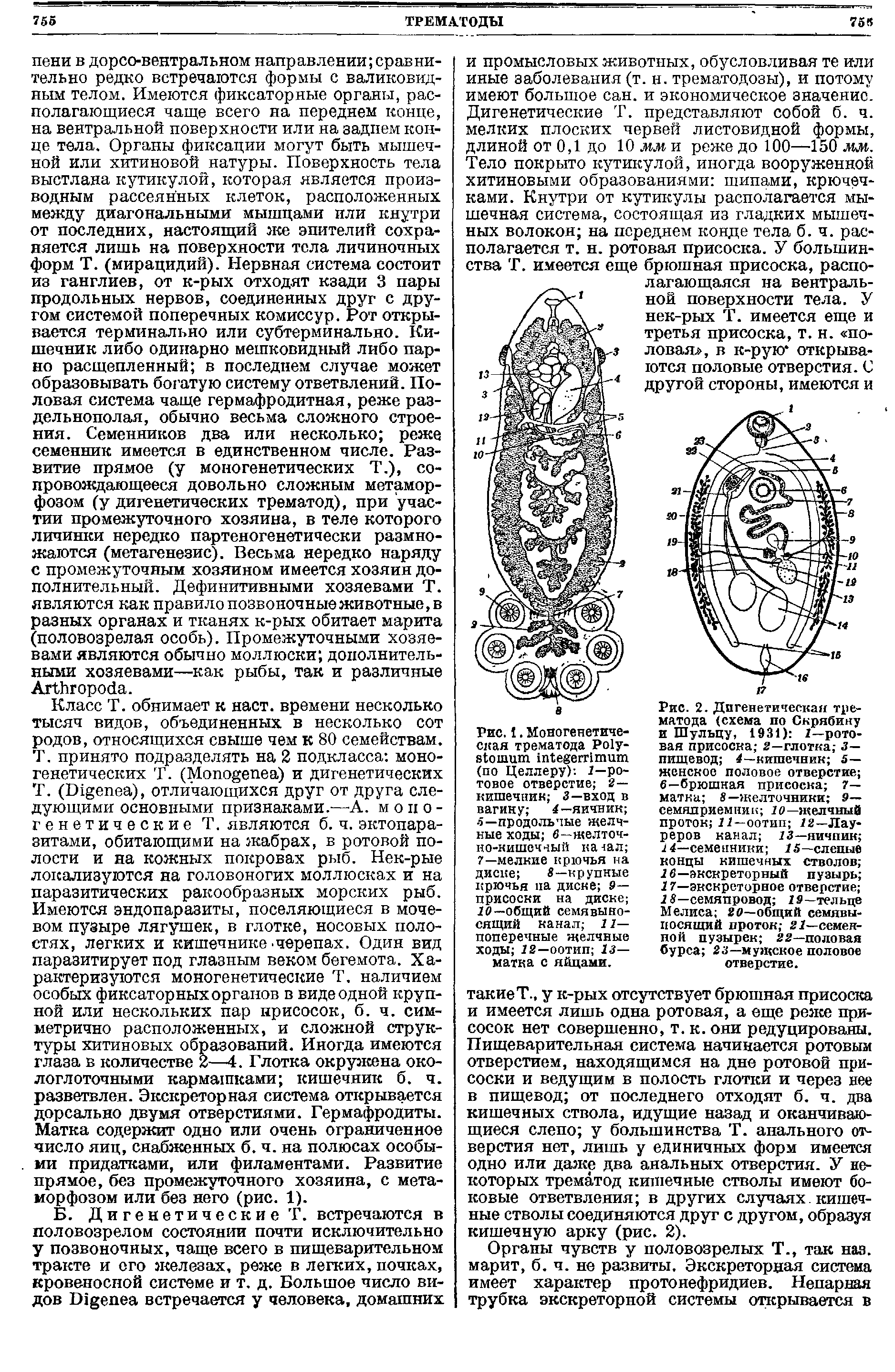 Рис. 1. Моиогенетиче-ская трематода Ро1у-зЬошиш Щеаегптшп (по Целлеру) 1—ротовое отверстие 2— кишечник 3—вход в вагину 4— яичник 5—продольные желчные ходы в—желточно-кишечный на ал 7—мелкие крючья на диске В—крупные...