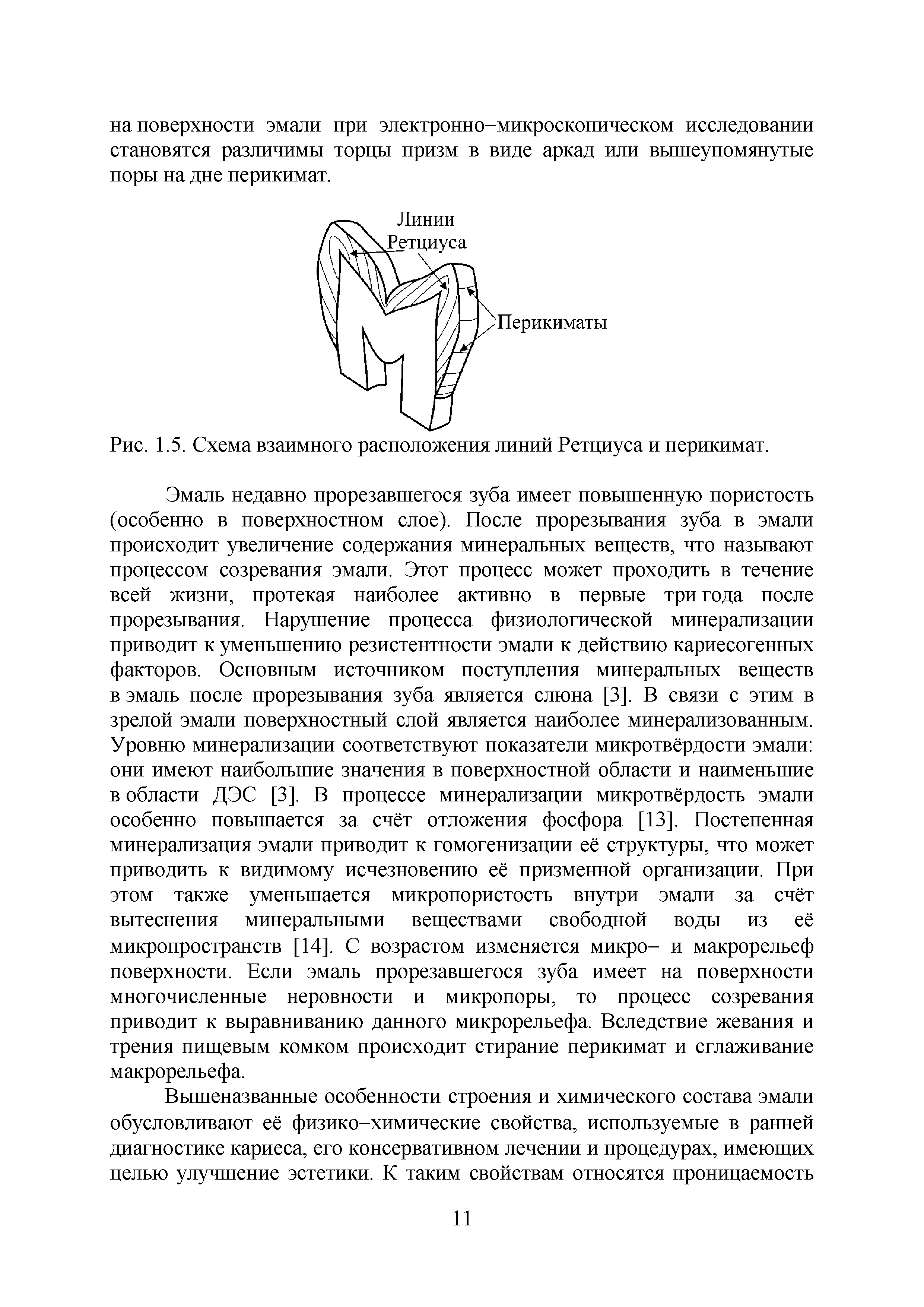 Рис. 1.5. Схема взаимного расположения линий Ретциуса и перикимат.