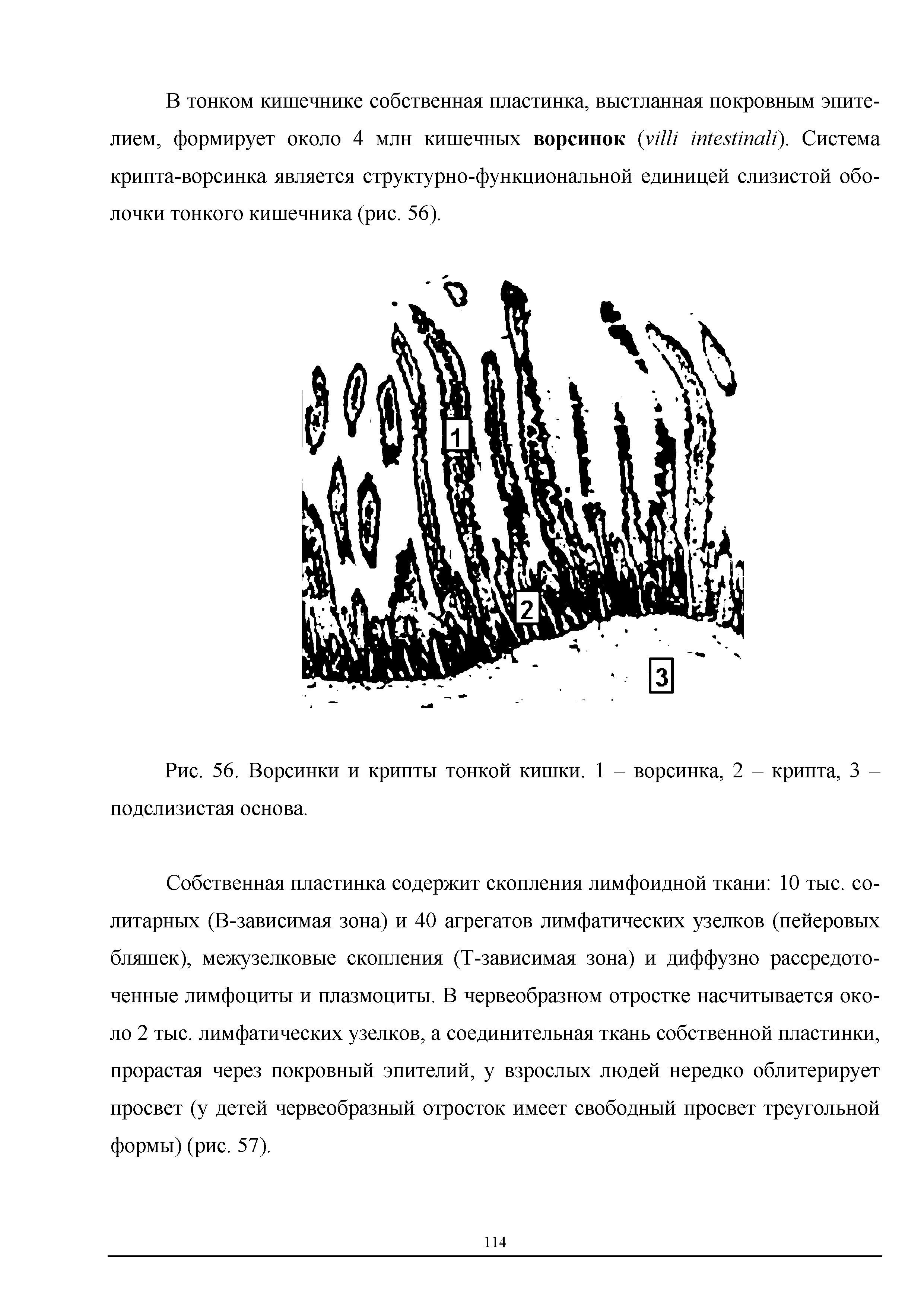 Рис. 56. Ворсинки и крипты тонкой кишки. 1 - ворсинка, 2 - крипта, 3 -подслизистая основа.