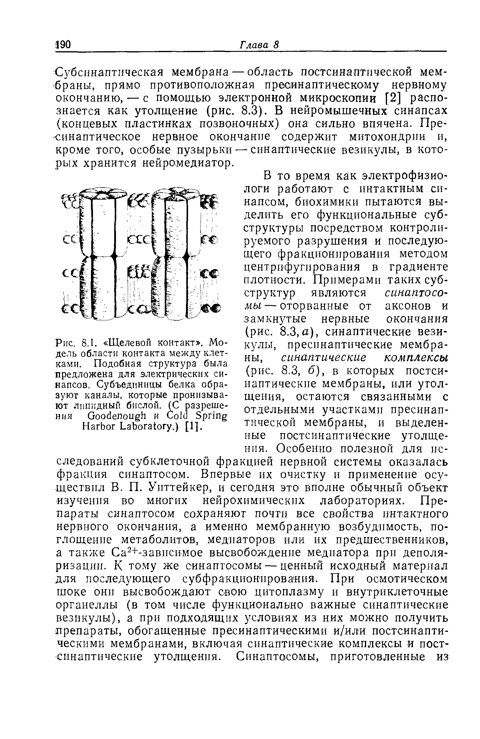 Рис. 8.1. Щелевой контакт . Модель области контакта между клетками. Подобная структура была предложена для электрических синапсов. Субъединицы белка образуют каналы, которые пронизывают липидный бислой. (С разрешения G и C S H L .) [1].