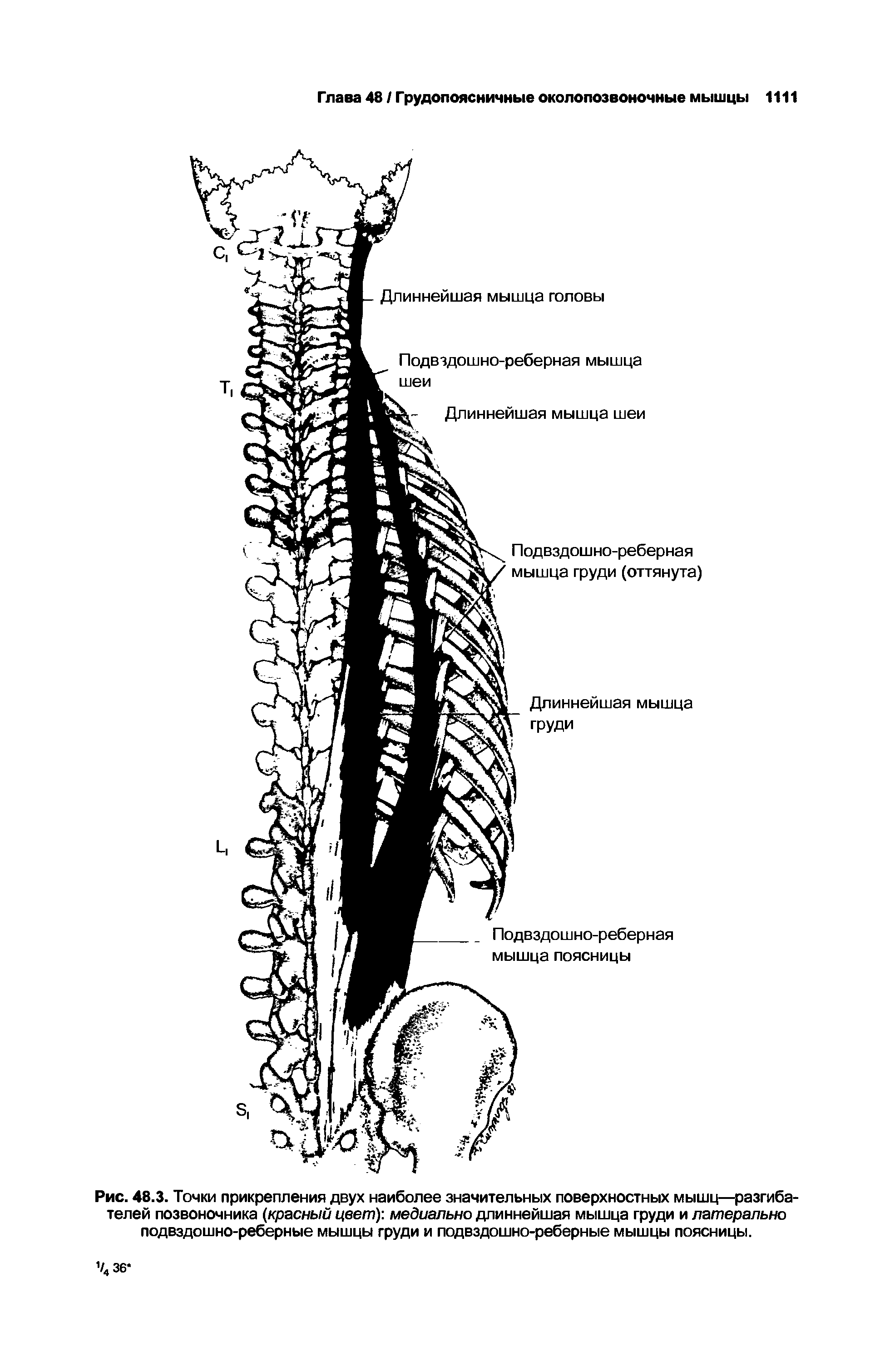 Рис. 48.3. Точки прикрепления двух наиболее значительных поверхностных мышц—разгибателей позвоночника (красный цвет) медиально длиннейшая мышца груди и латерально подвздошно-реберные мышцы груди и подвздошно-реберные мышцы поясницы.