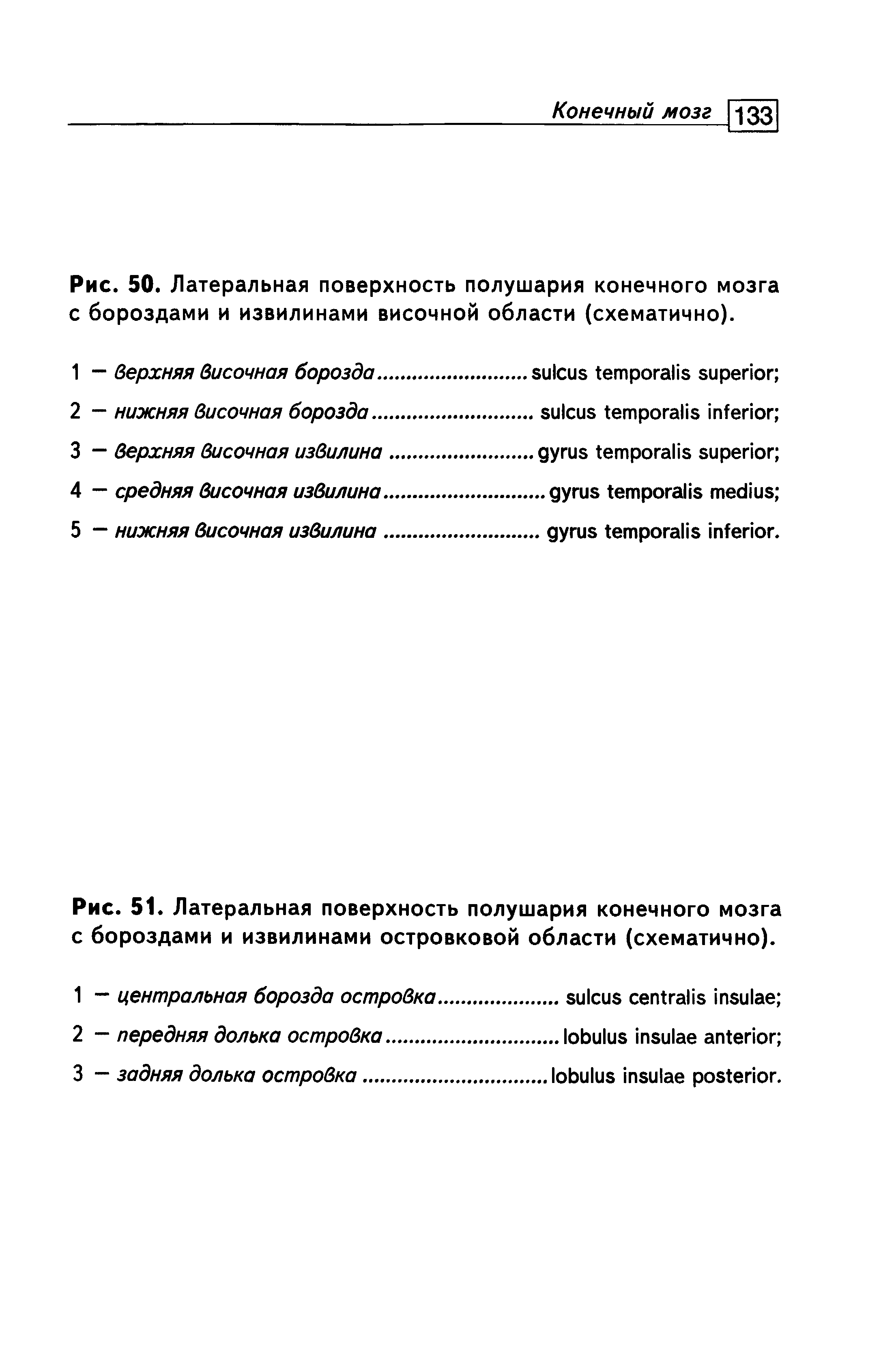 Рис. 50. Латеральная поверхность полушария конечного мозга с бороздами и извилинами височной области (схематично).