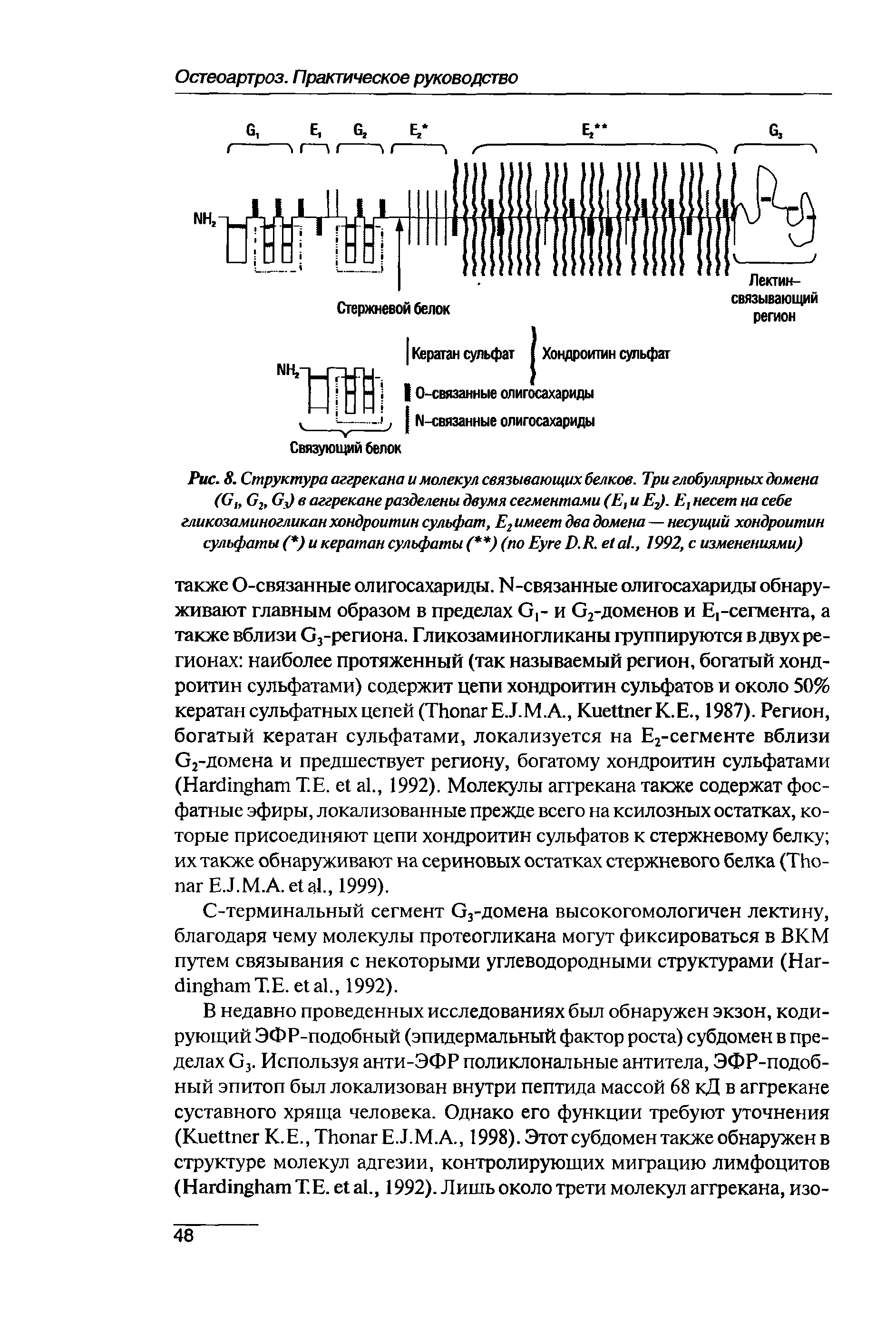 Рис. 8. Структура аггрекана и молекул связывающих белков. Три глобулярных домена (G G2, GJ в аггрекане разделены двумя сегментами (Е,и EJ. Е, несет на себе гликозаминогликан хондроитин сульфат, Е имеет два домена — несущий хондроитин сульфаты ( ) и кератан сульфаты ( ) (по E D.R. ., 1992, с изменениями)...