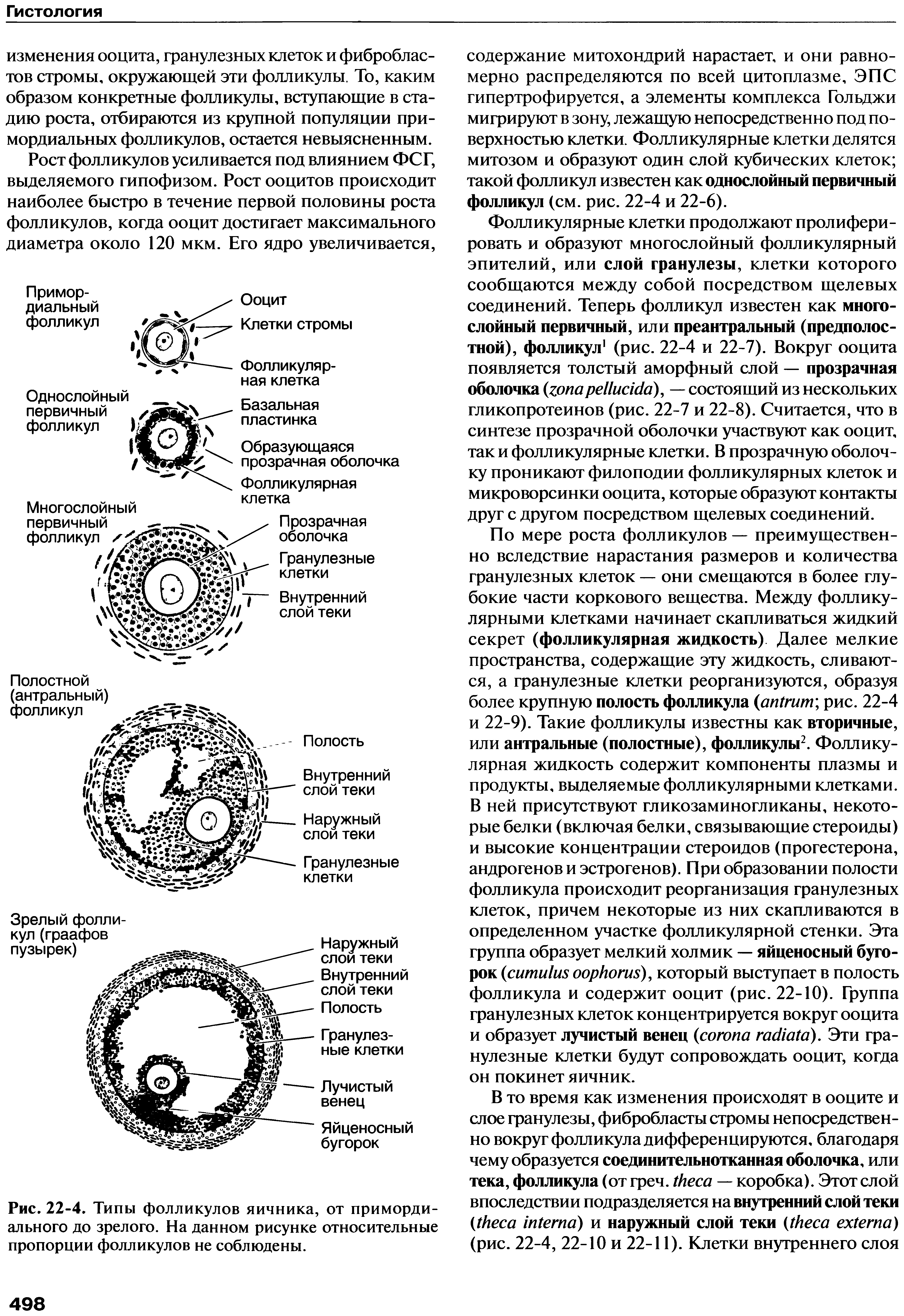 Рис. 22-4. Типы фолликулов яичника, от примордиального до зрелого. На данном рисунке относительные пропорции фолликулов не соблюдены.