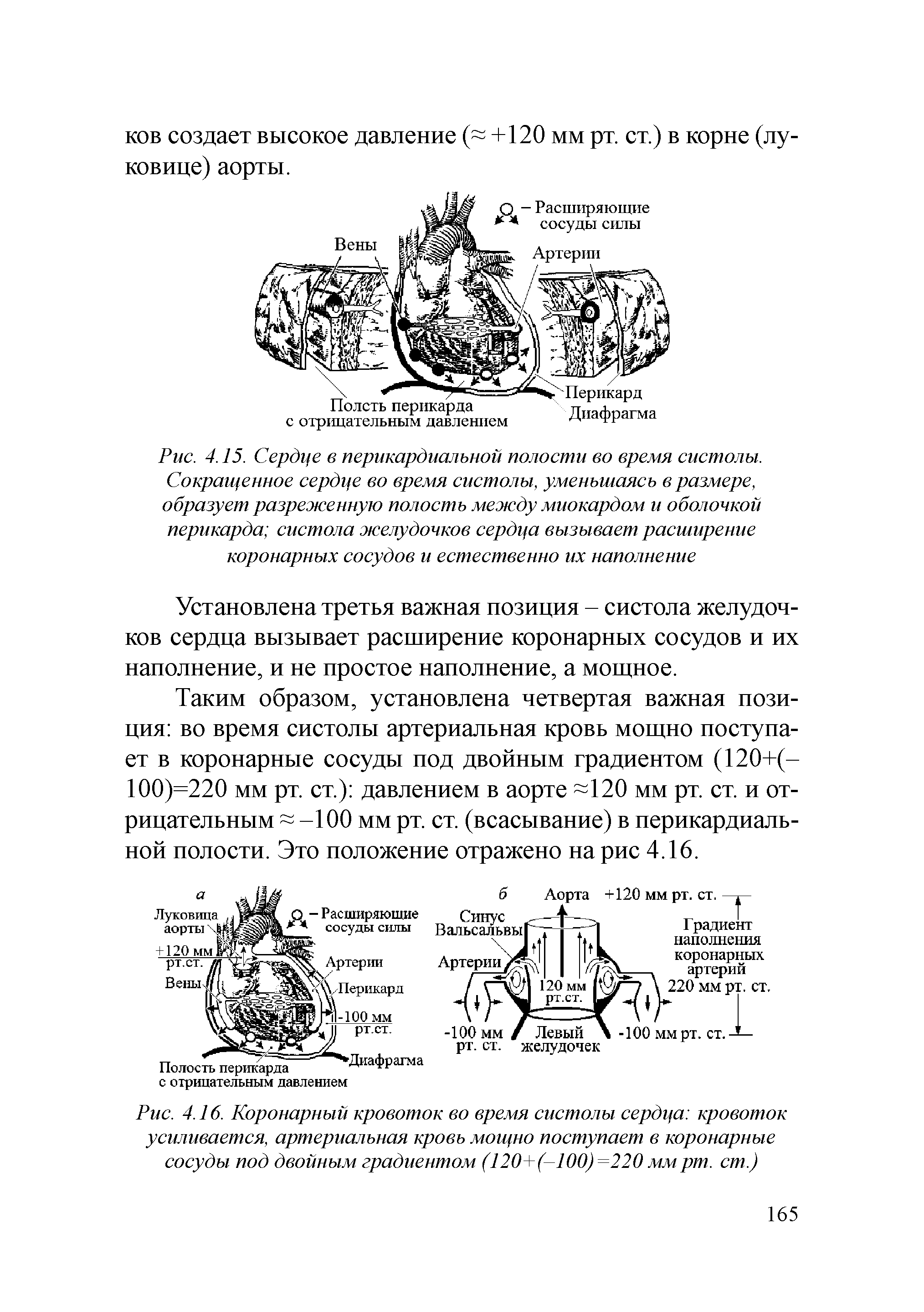 Рис. 4.16. Коронарный кровоток во время систолы сердца кровоток усиливается, артериальная кровь мощно поступает в коронарные сосуды под двойным градиентом (120+(-100)=220ммрт. ст.)...