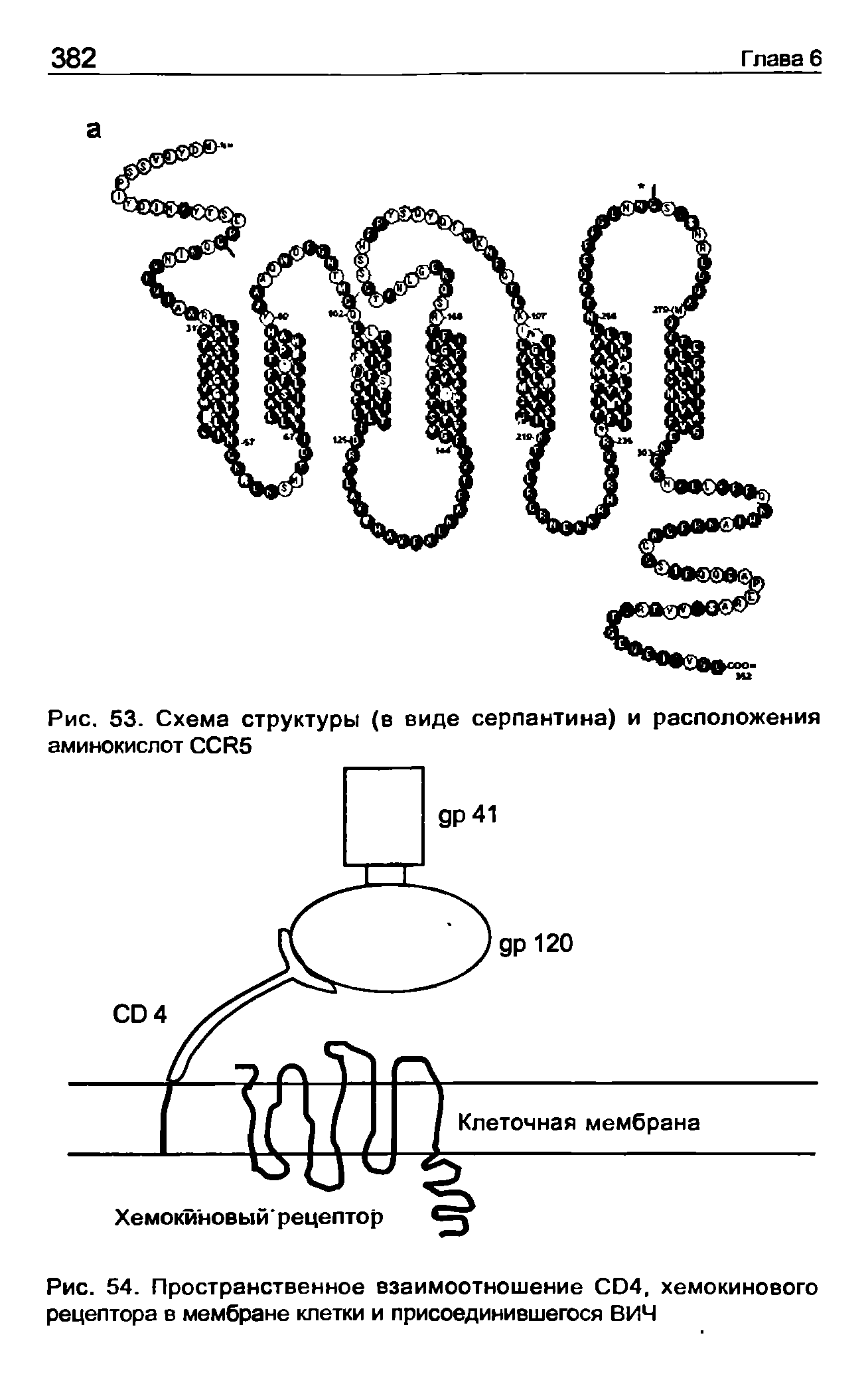 Рис. 54. Пространственное взаимоотношение СО4, хемокинового рецептора в мембране клетки и присоединившегося ВИЧ...