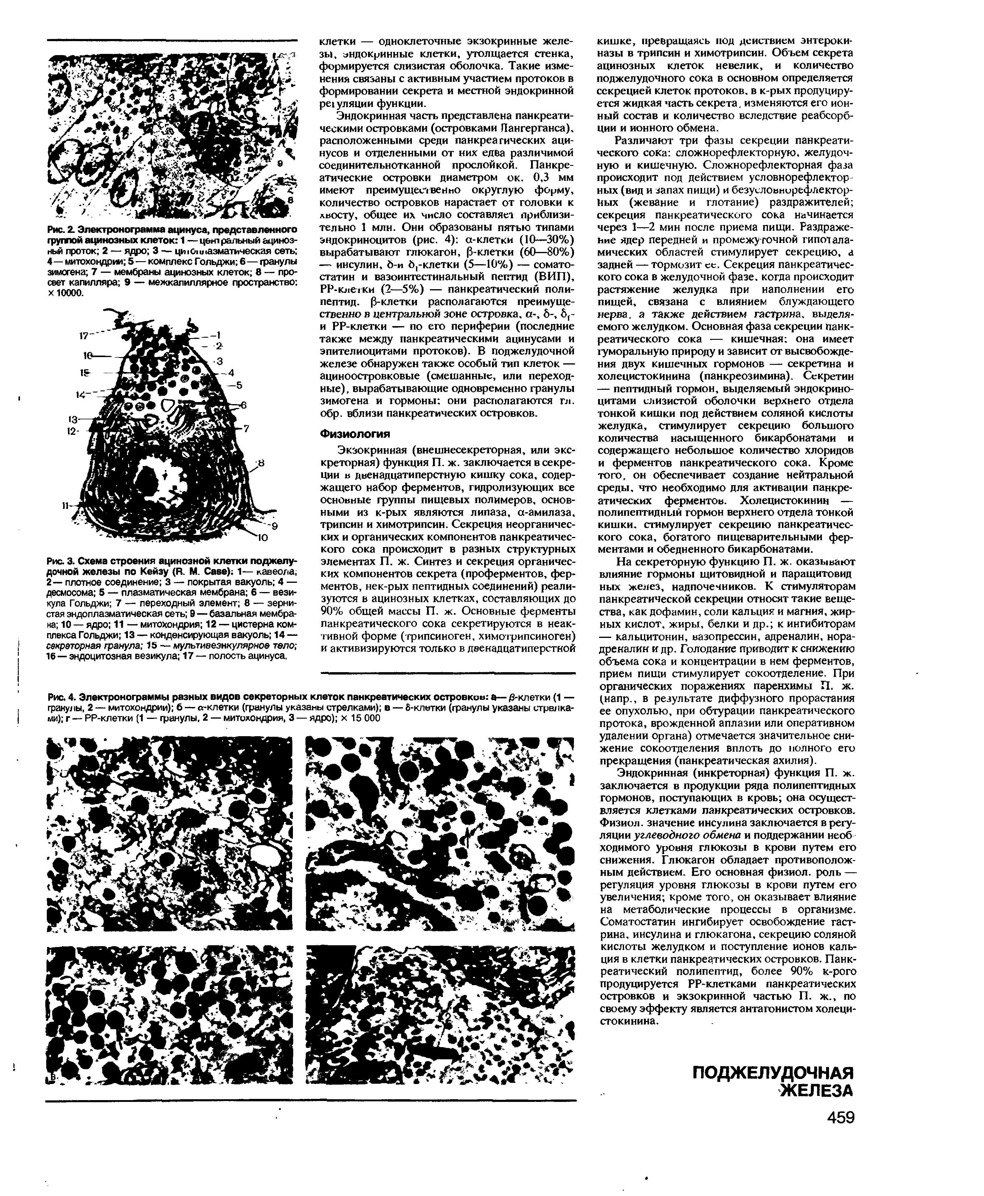 Рис. 3. Схема строения ацинозной клетки поджелудочной железы по Кейзу (R. М. C ) 1— кавеола, 2— плотное соединение 3 — покрытая вакуоль 4 — десмосома 5 — плазматическая мембрана 6 — везикула Гольджи 7 — переходный элемент 8 — зернистая эндоплазматическая сеть 9 — базальная мембрана 10 — ядро 11 — митохондрия 12 — цистерна комплекса Гольджи 13 — конденсирующая вакуоль 14 — секреторная гранула 15 — мультивеэнкулярное тело 16 — эндоцитозная везикула 17 — полость ацинуса.