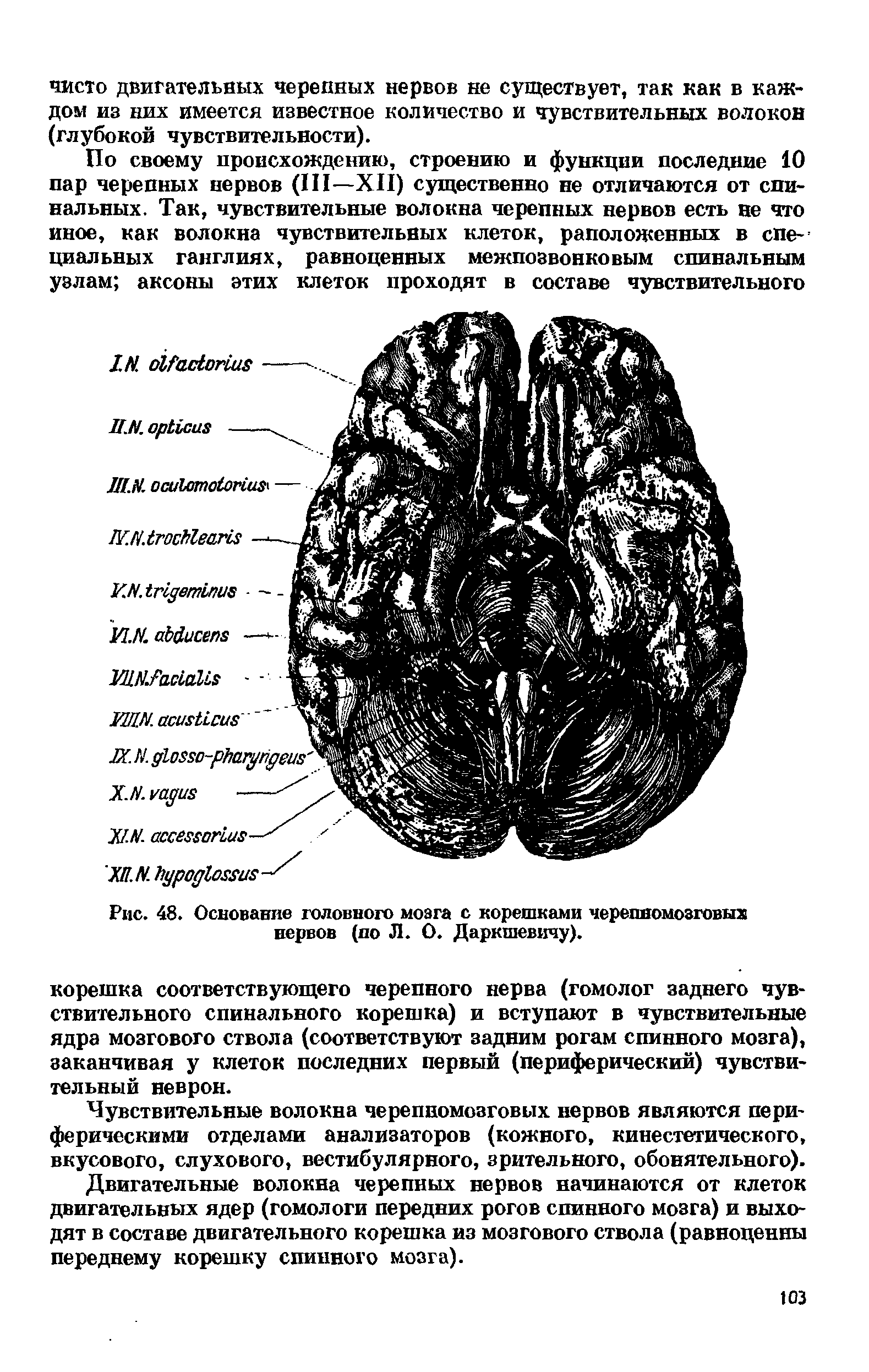 Рис. 48. Основание головного мозга с корешками черепномозговых нервов (по Л. О. Даркшевичу).