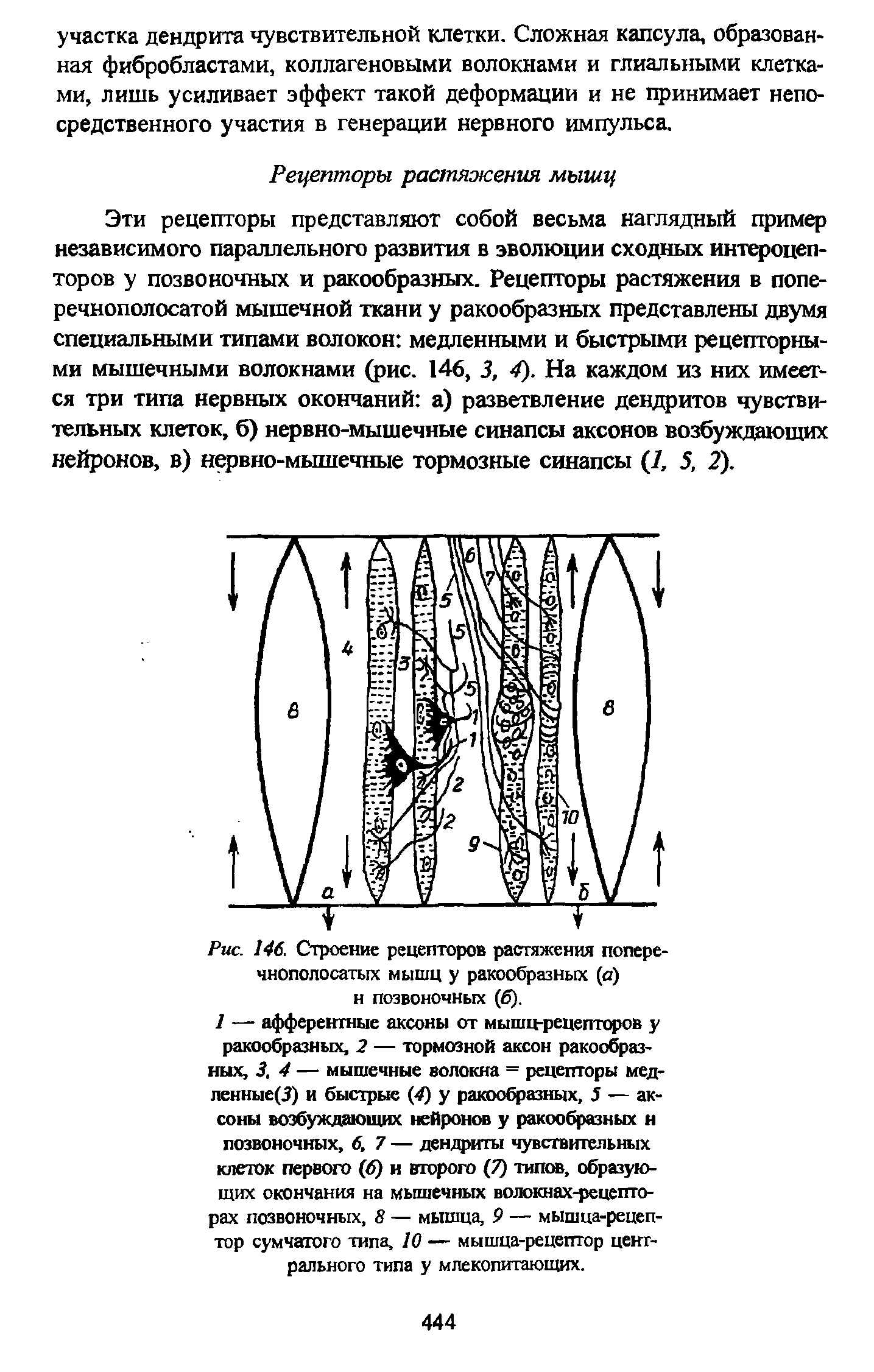 Рис. 146. Строение рецепторов растяжения поперечнополосатых мышц у ракообразных (а) н позвоночных (б).