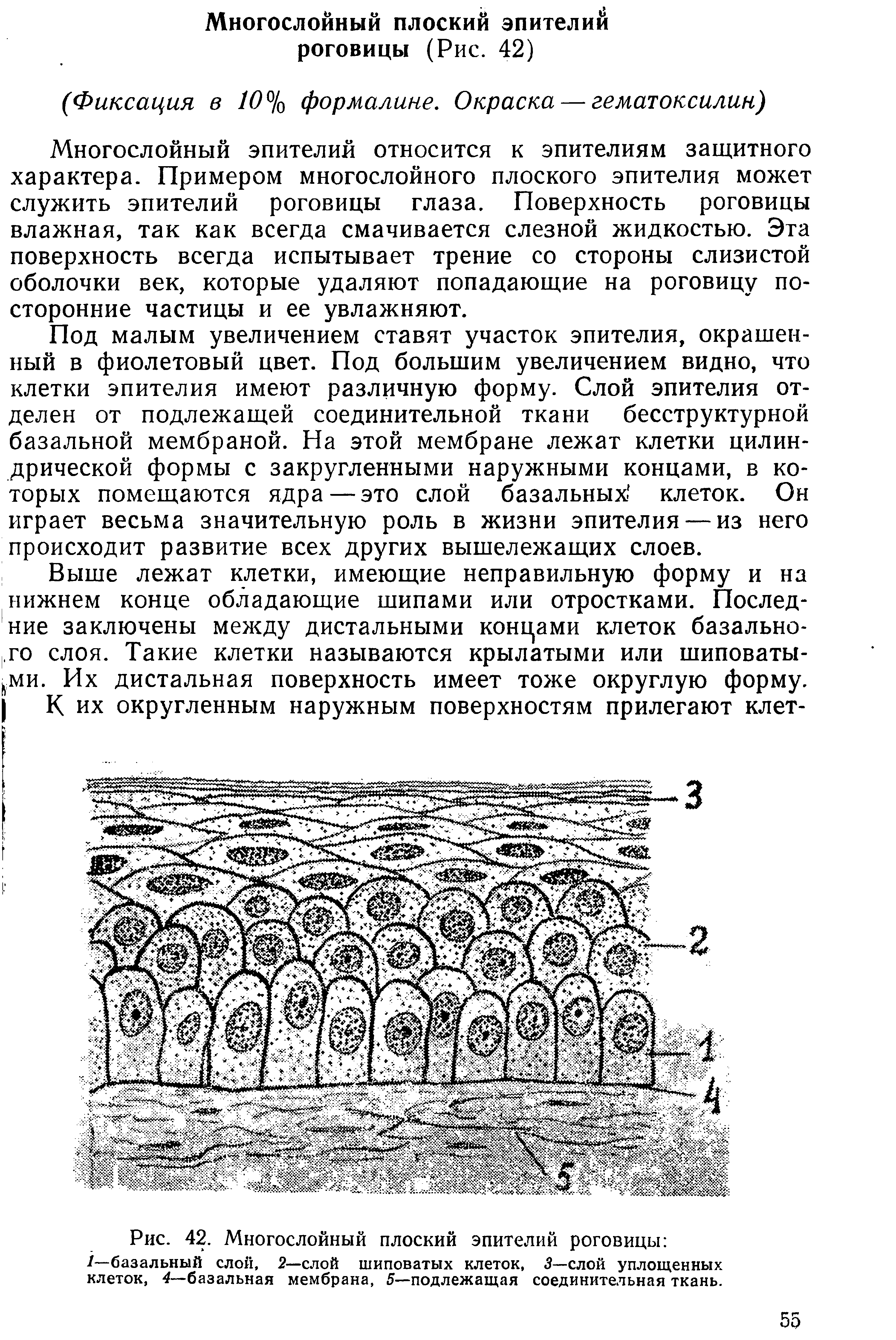 Рис. 42. Многослойный плоский эпителий роговицы /—базальный слой, 2—слой шиповатых клеток, 3—слой уплощенных клеток, 4— базальная мембрана, 5—подлежащая соединительная ткань.