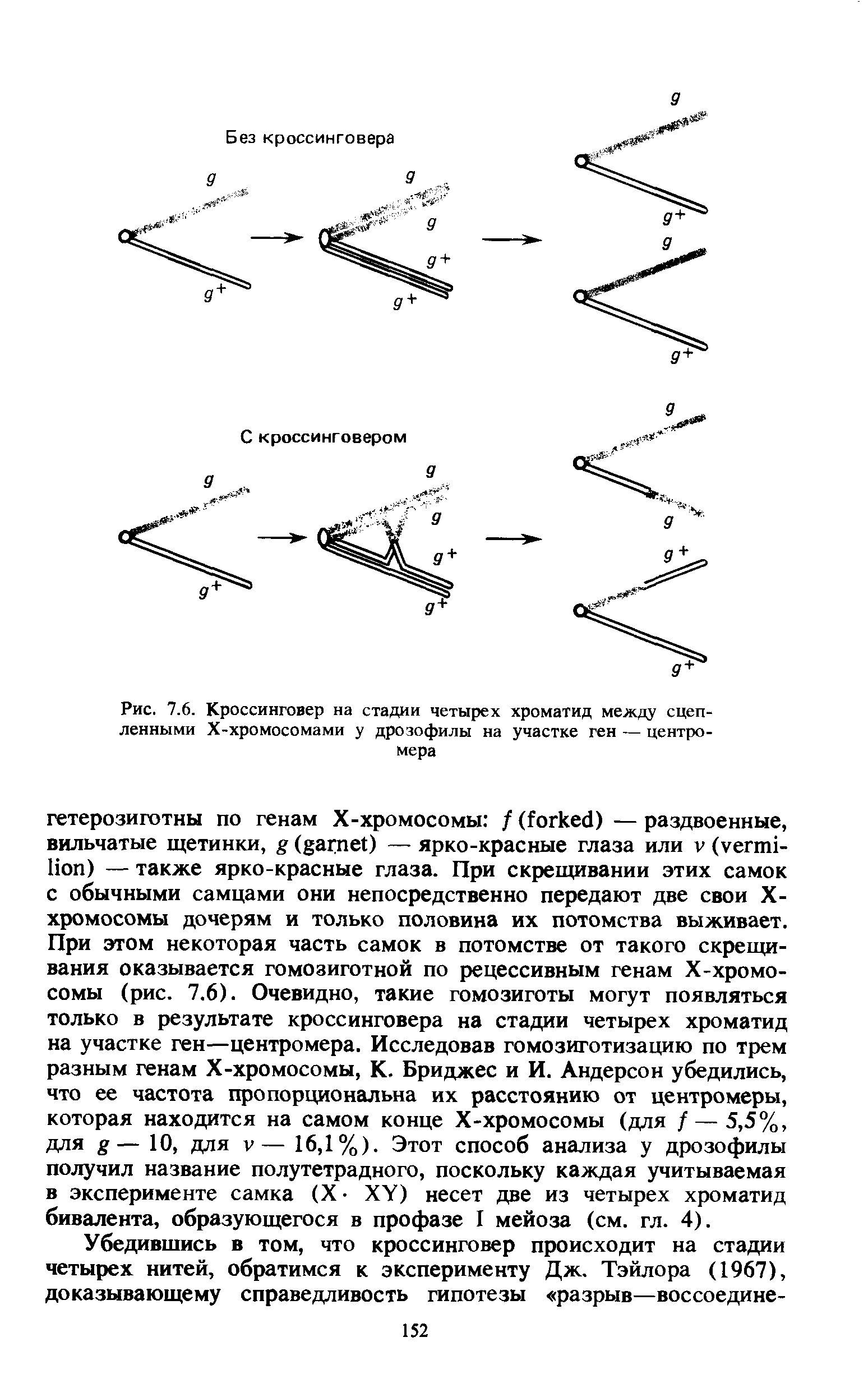 Рис. 7.6. Кроссинговер на стадии четырех хроматид между сцепленными Х-хромосомами у дрозофилы на участке ген — центромера...