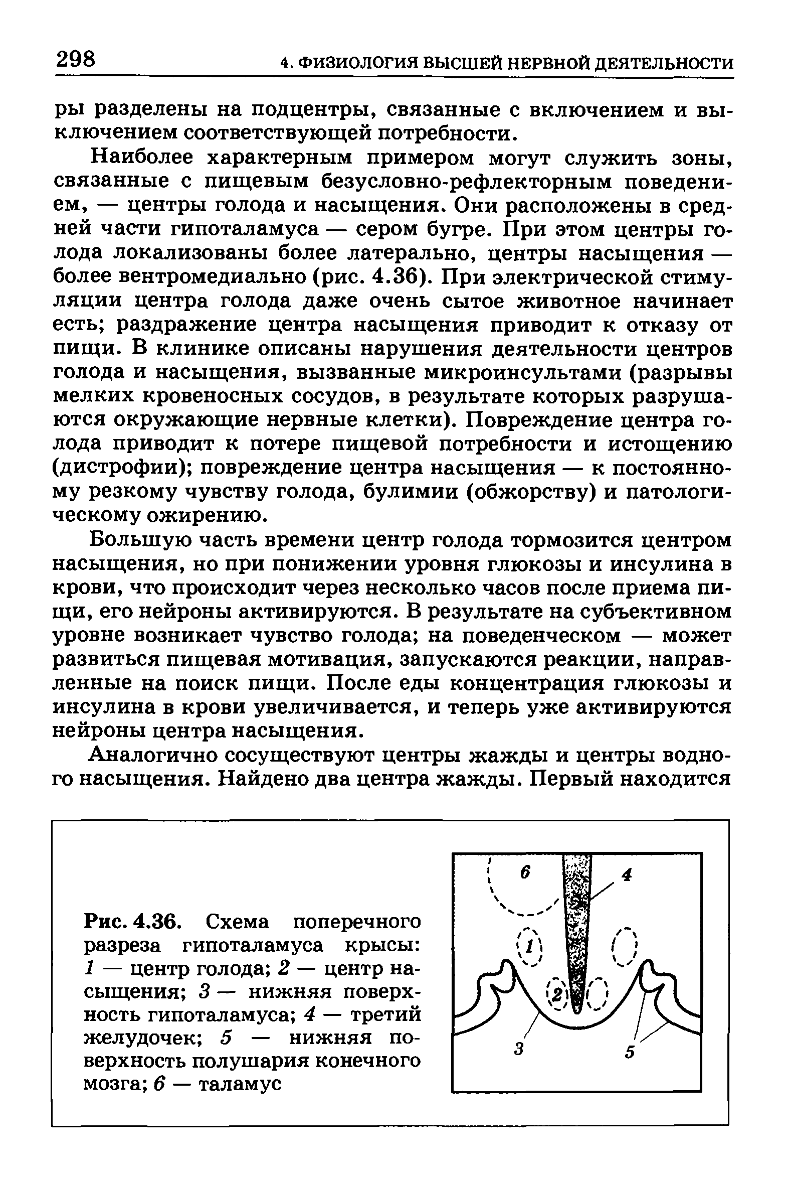 Рис. 4.36. Схема поперечного разреза гипоталамуса крысы 1 — центр голода 2 — центр насыщения 3 — нижняя поверхность гипоталамуса 4 — третий желудочек 5 — нижняя поверхность полушария конечного мозга 6 — таламус...