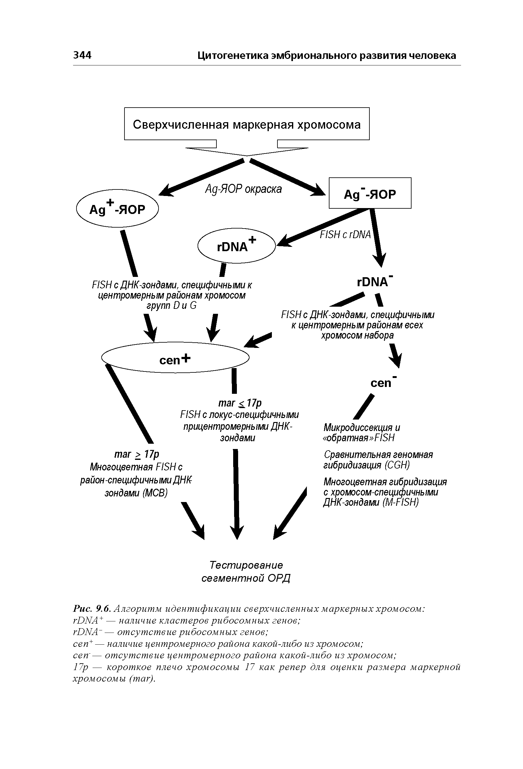 Рис. 9.6. Алгоритм идентификации сверхчисленных маркерных хромосом DNA+ — наличие кластеров рибосомных генов ...