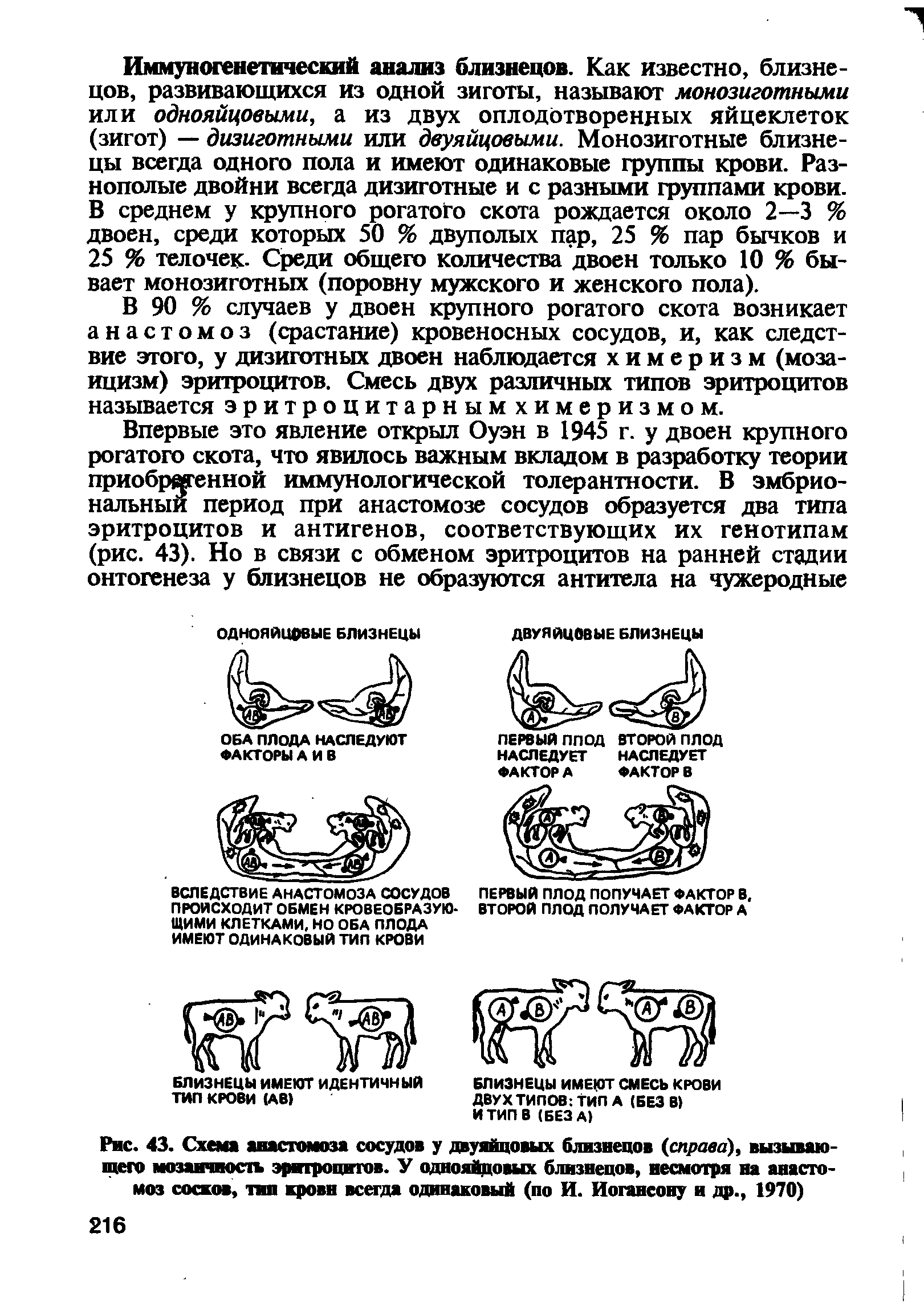 Рис. 43. Схема анастомоза сосудов у двуяйцовых близнецов (справа), вызывающего мозаичность эритроцитов. У однояйцовых близнецов, несмотря на анастомоз сосков, тип крови всегда одинаковый (по И. Иогаисону и др., 1970)...