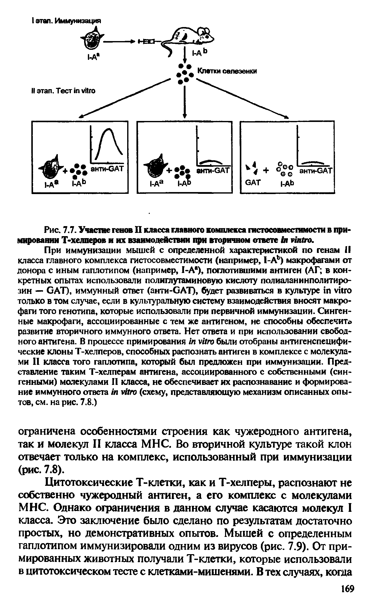 Рис. 7.7. Участие генов II класса главного комплекса гистосовместимости в при-мировании Т-хелперов и их взаимодействии при вторичном ответе .