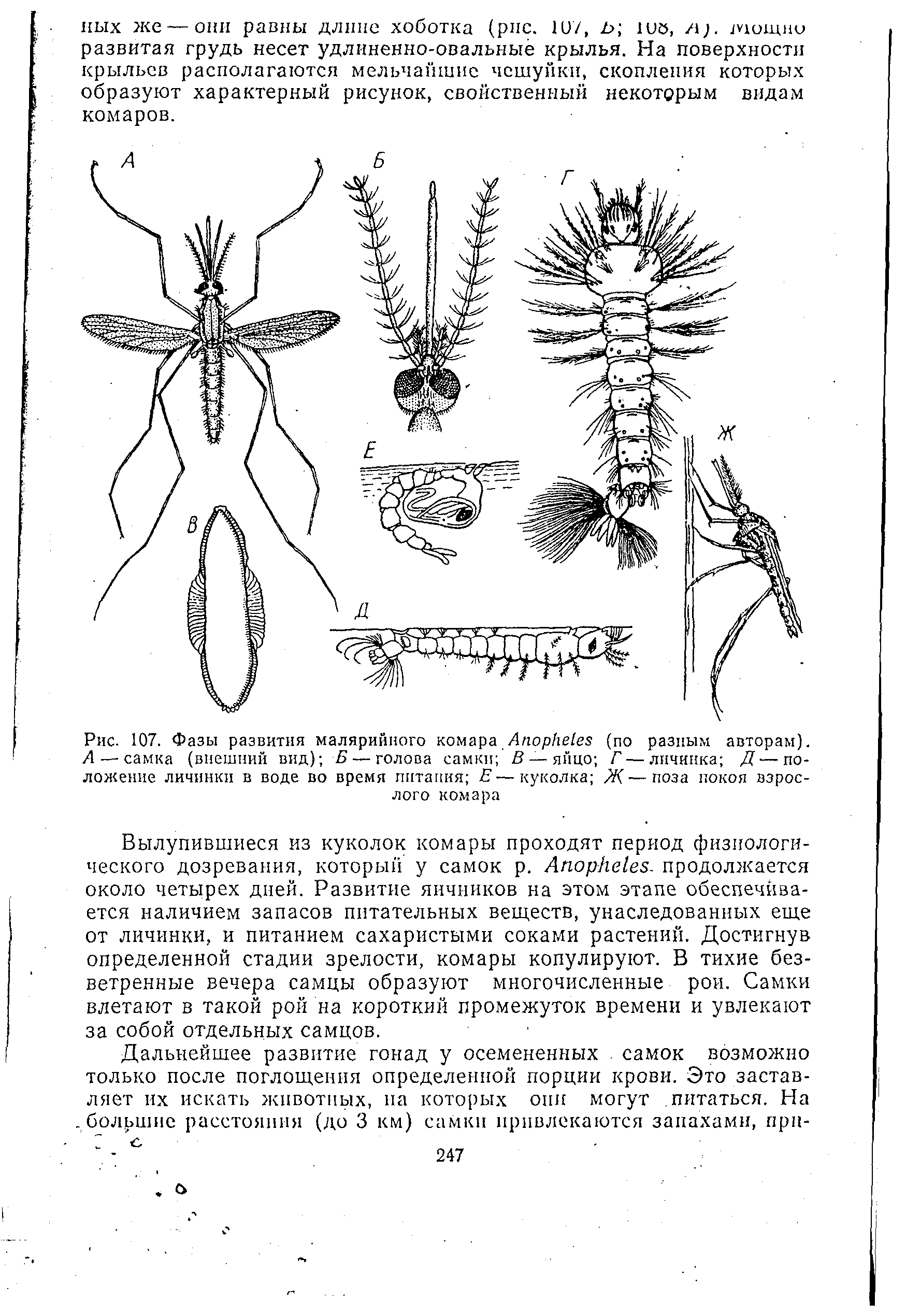 Рис. 107. Фазы развития малярийного комара A (по разным авторам). А— самка (внешний вид) Б — голова самки В — яйцо Г — личинка Д—положение личинки в воде во время питания Е—куколка Ж—поза покоя взрослого комара...