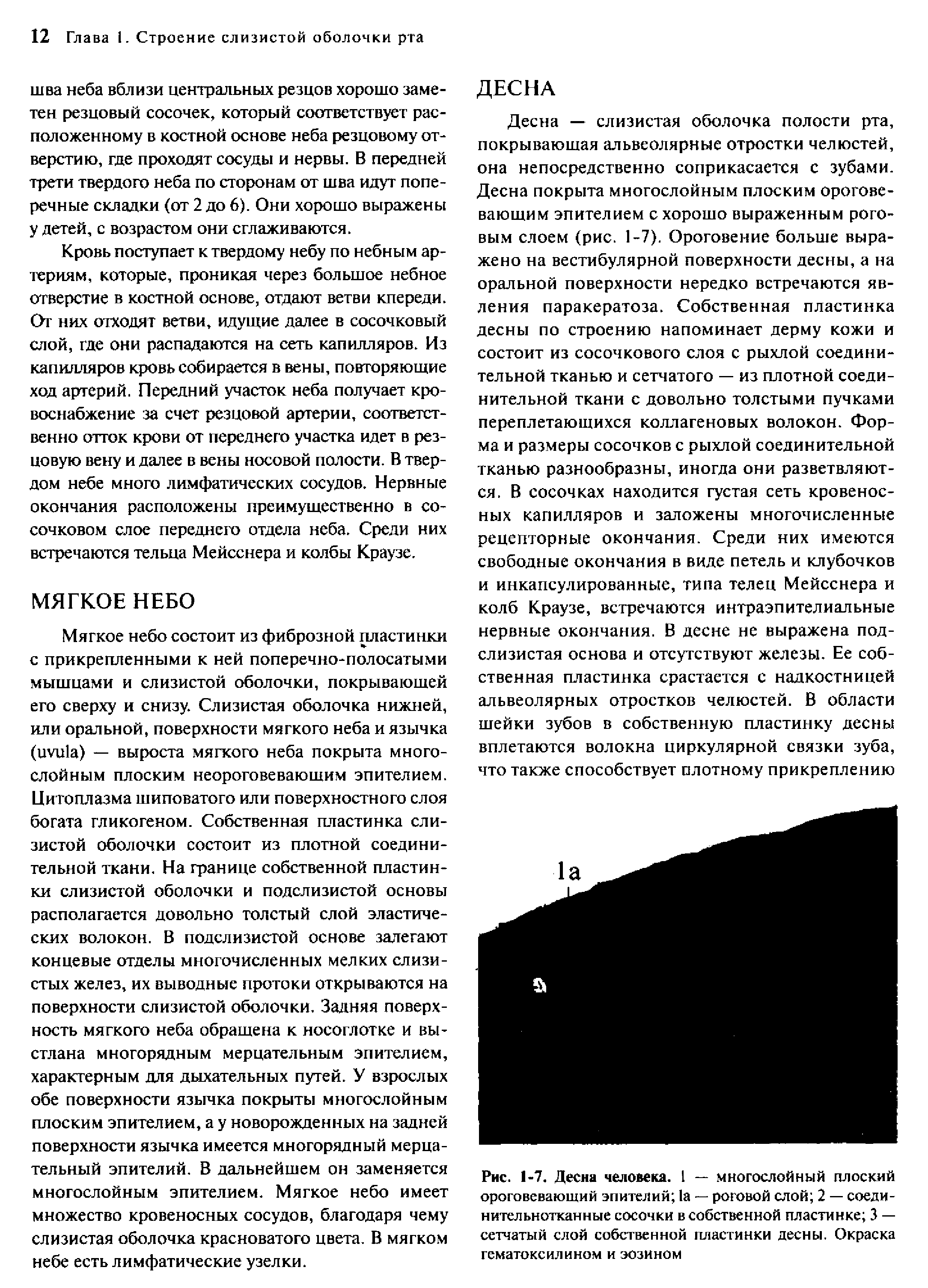 Рис. 1-7. Десна человека. 1 — многослойный плоский ороговевающий эпителий 1а — роговой слой 2 — соединительнотканные сосочки в собственной пластинке 3 — сетчатый слой собственной пластинки десны. Окраска гематоксилином и эозином...