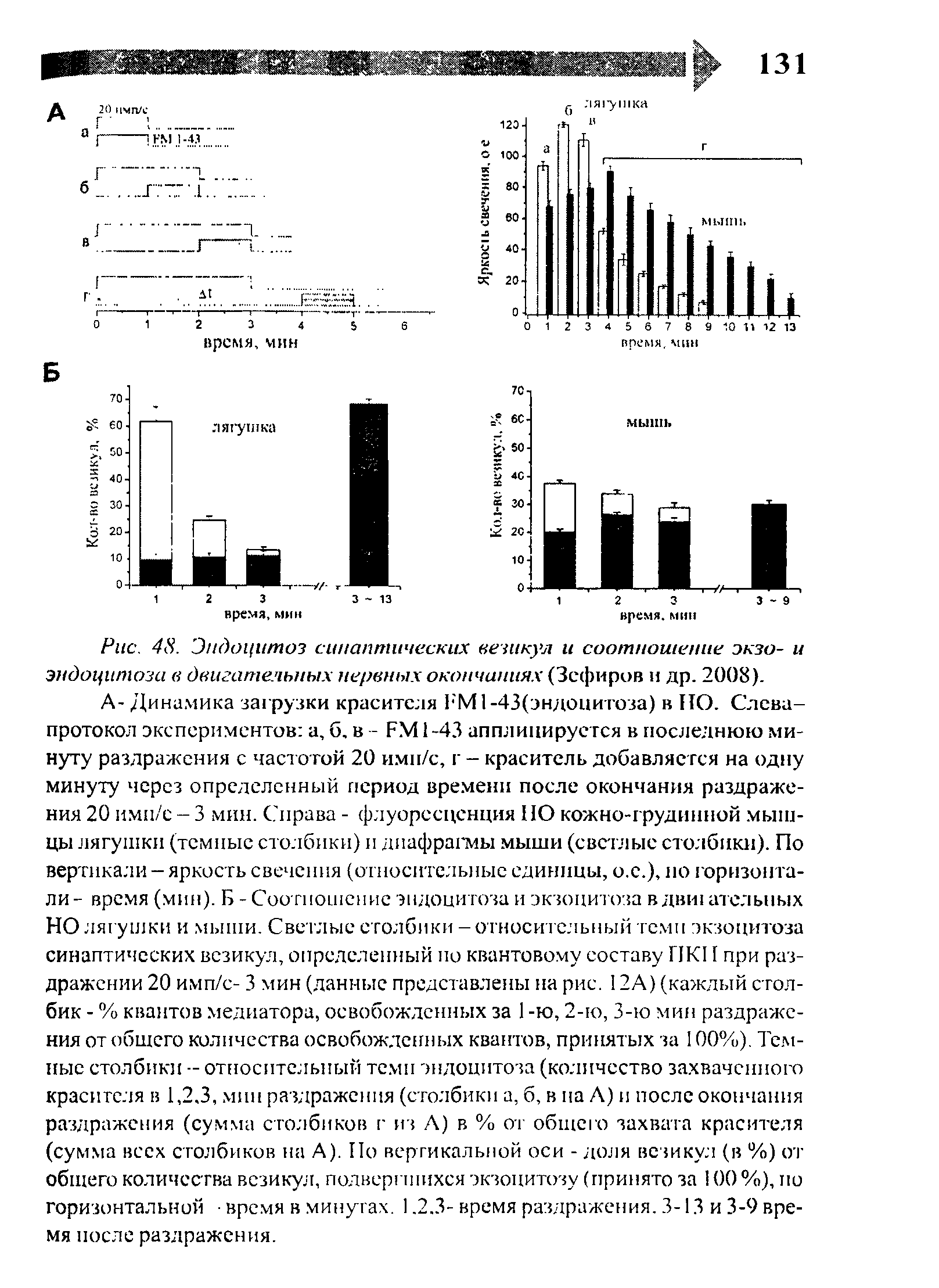 Рис. 48. Эндоцитоз синаптических везикул и соотношение экзо- и эндоцитоза в двигательных нервных окончаниях (Зефиров и др. 2008).