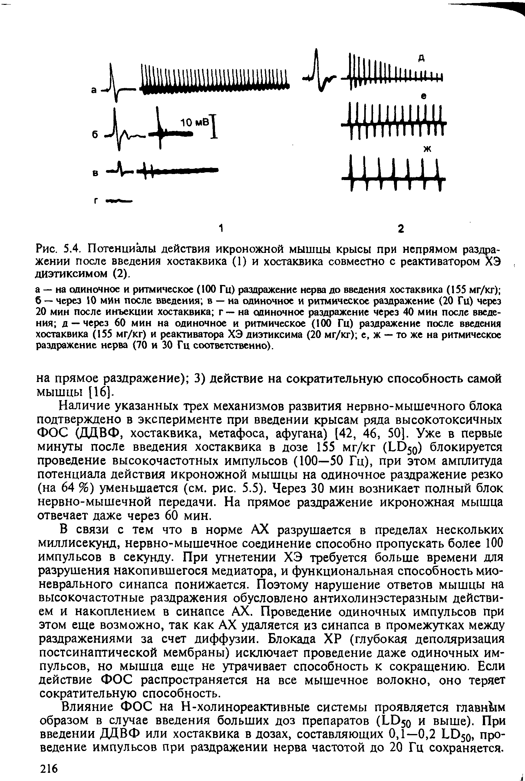 Рис. 5.4. Потенциалы действия икроножной мышцы крысы при непрямом раздражении после введения хостаквика (1) и хостаквика совместно с реактиватором ХЭ диэтиксимом (2).