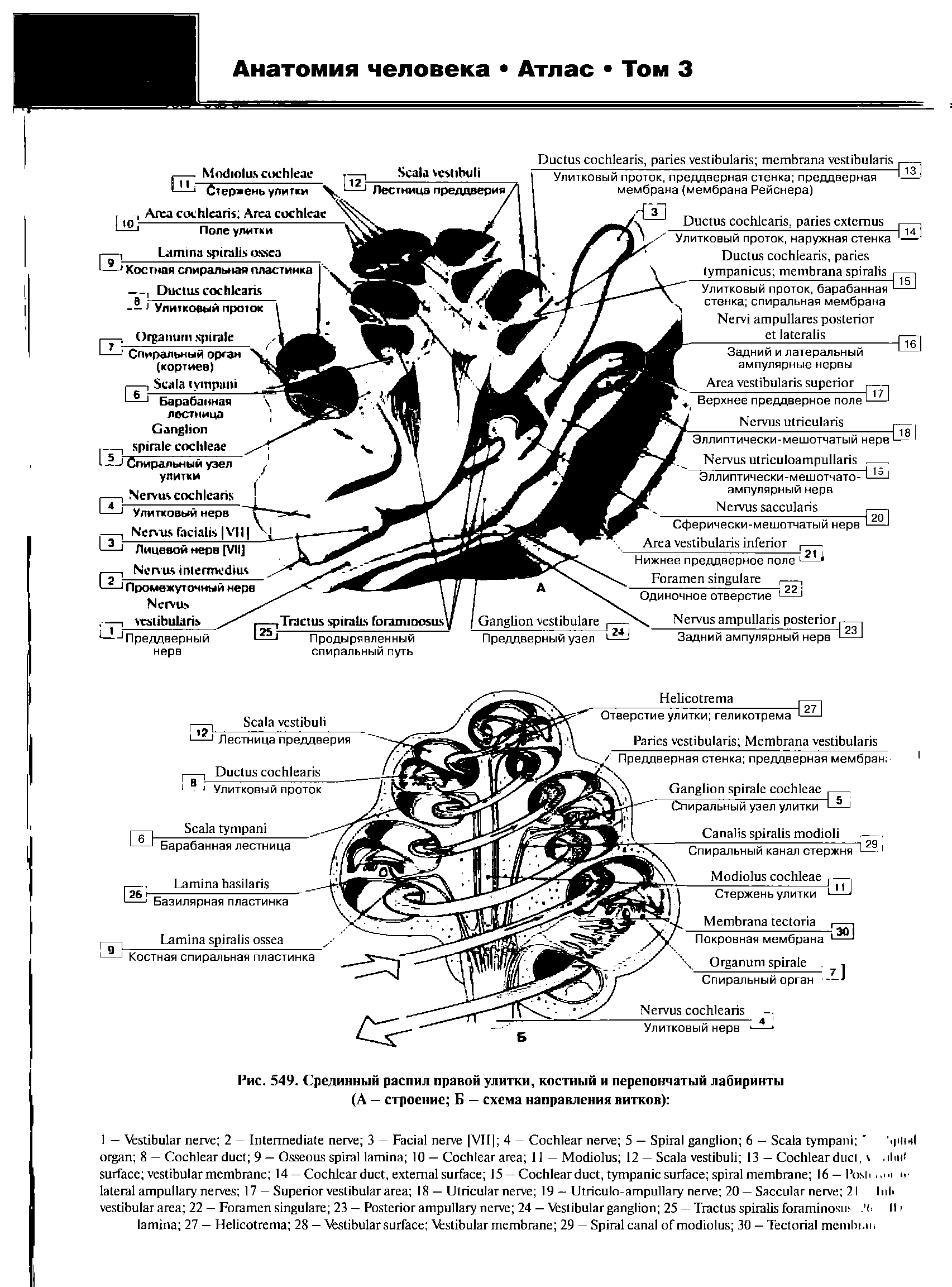 Рис. 549. Срединный распил правой улитки, костный и перепончатый лабиринты (А — строение Б — схема направления витков) ...