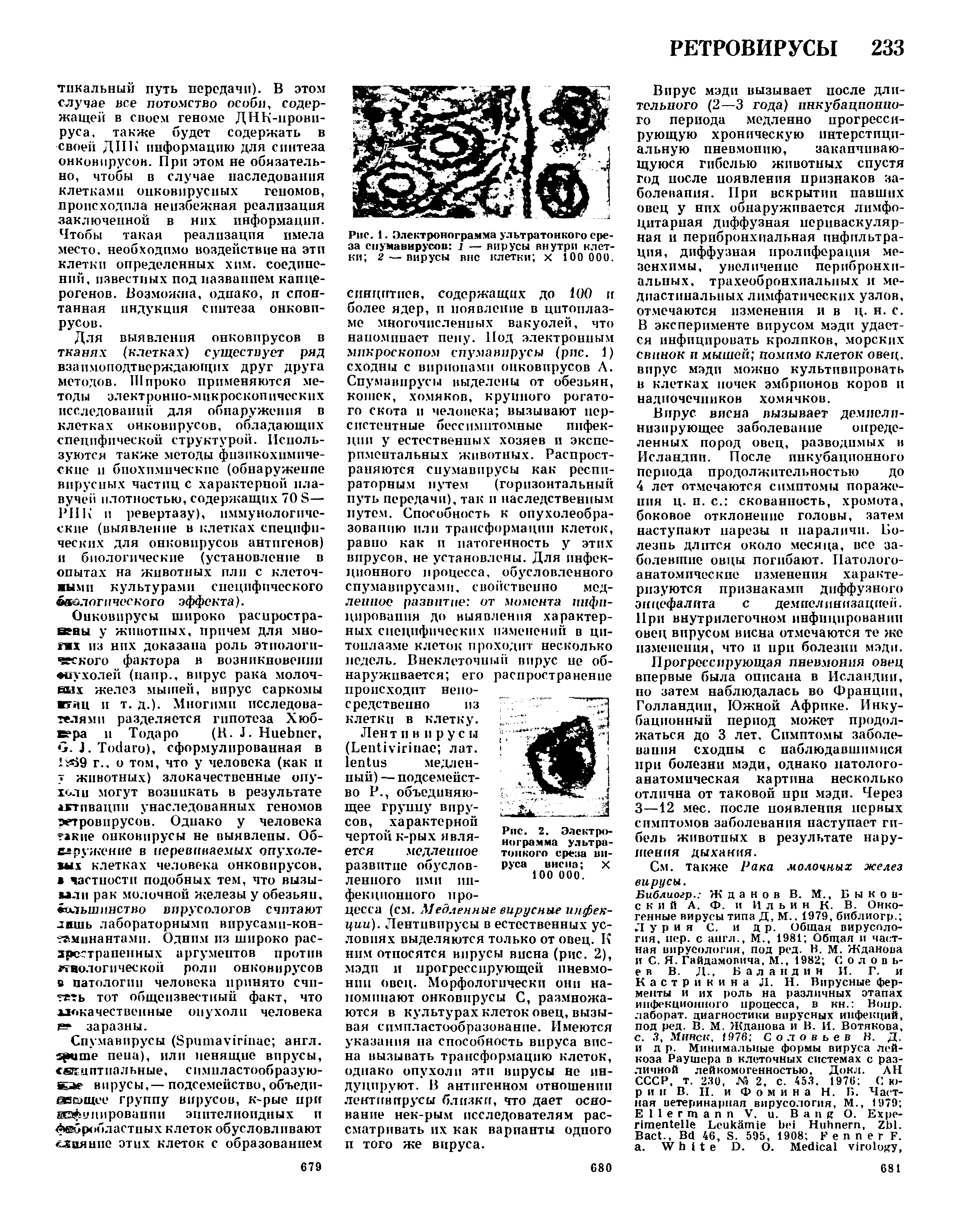 Рис. 1. Электронограмма ультратонкого среза спумавирусой 1 — вирусы внутри клетки 2 — вирусы вне клетки х 100 000.