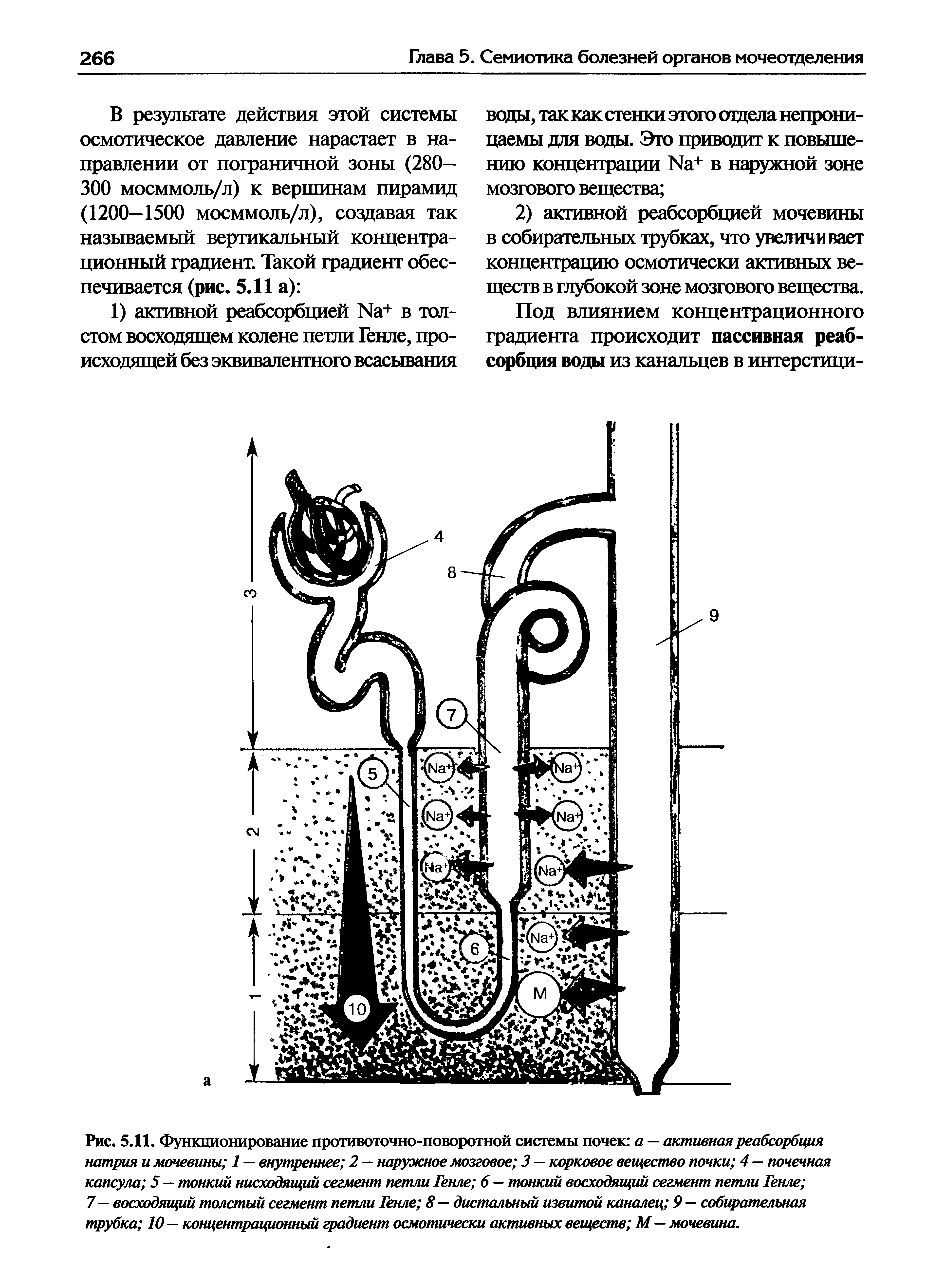 Рис. 5.11. Функционирование противоточно-поворотной системы почек а — активная реабсорбция натрия и мочевины 1 — внутреннее 2 — наружное мозговое 3 — корковое вещество почки 4 — почечная капсула 5 — тонкий нисходящий сегмент петли Генле 6 — тонкий восходящий сегмент петли Генле 7 — восходящий толстый сегмент петли Генле 8 — дистальный извитой каналец 9 — собирательная трубка 10— концентрационный градиент осмотически активных веществ М—мочевина.