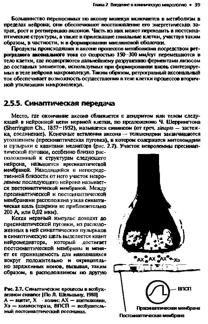 Рис. 2.7. Синаптические процессы в возбужденном синапсе По Л. Шельиыну. 1980) А — ацетат, X холин АХ — ацетилхолин. X — холинэстераза. ВПСП — возбудительный постсинаптический потенциал.