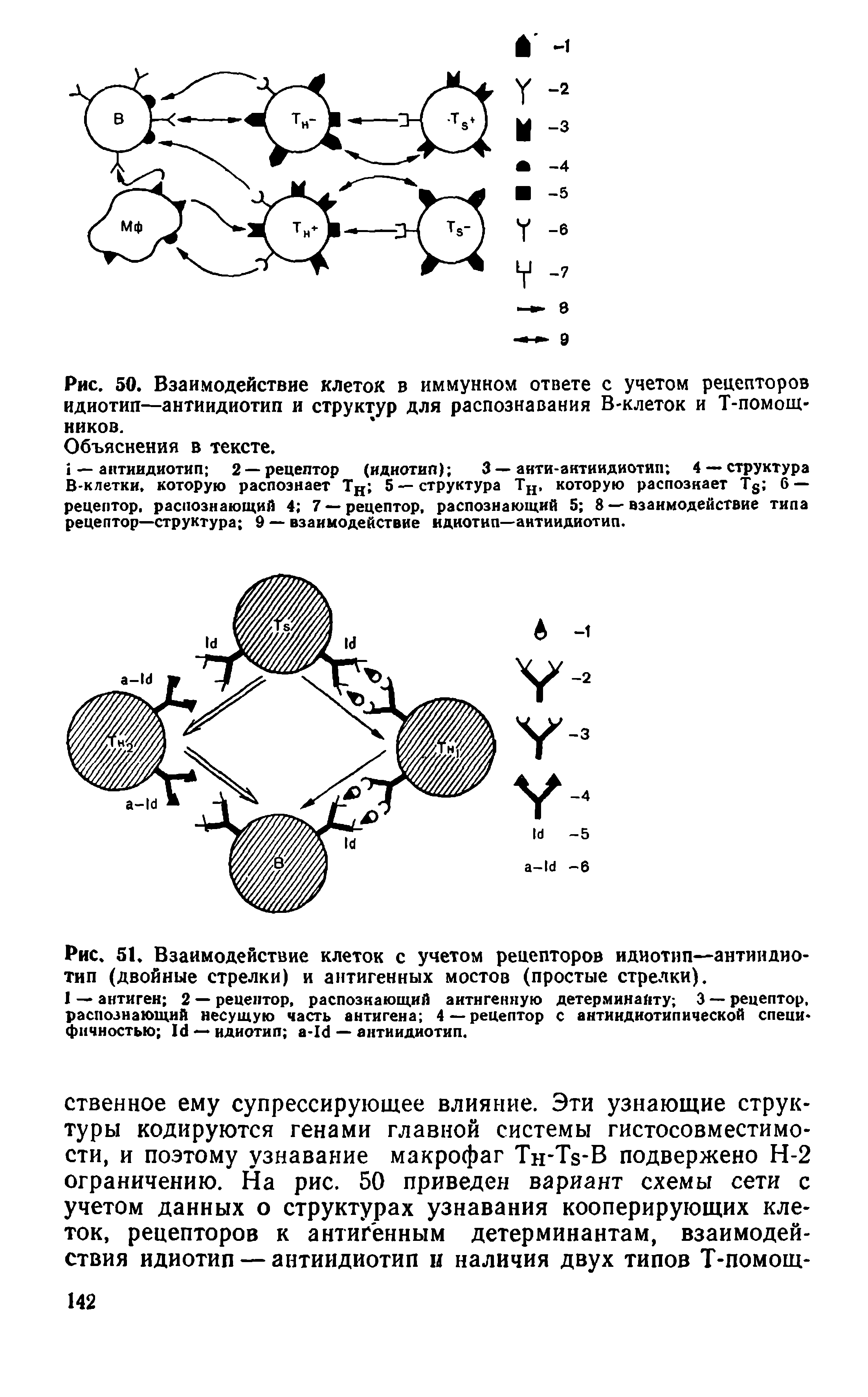 Рис. 50. Взаимодействие клеток в иммунном ответе с учетом рецепторов идиотип—антиидиотип и структур для распознавания В-клеток и Т-помоЩ-ников.