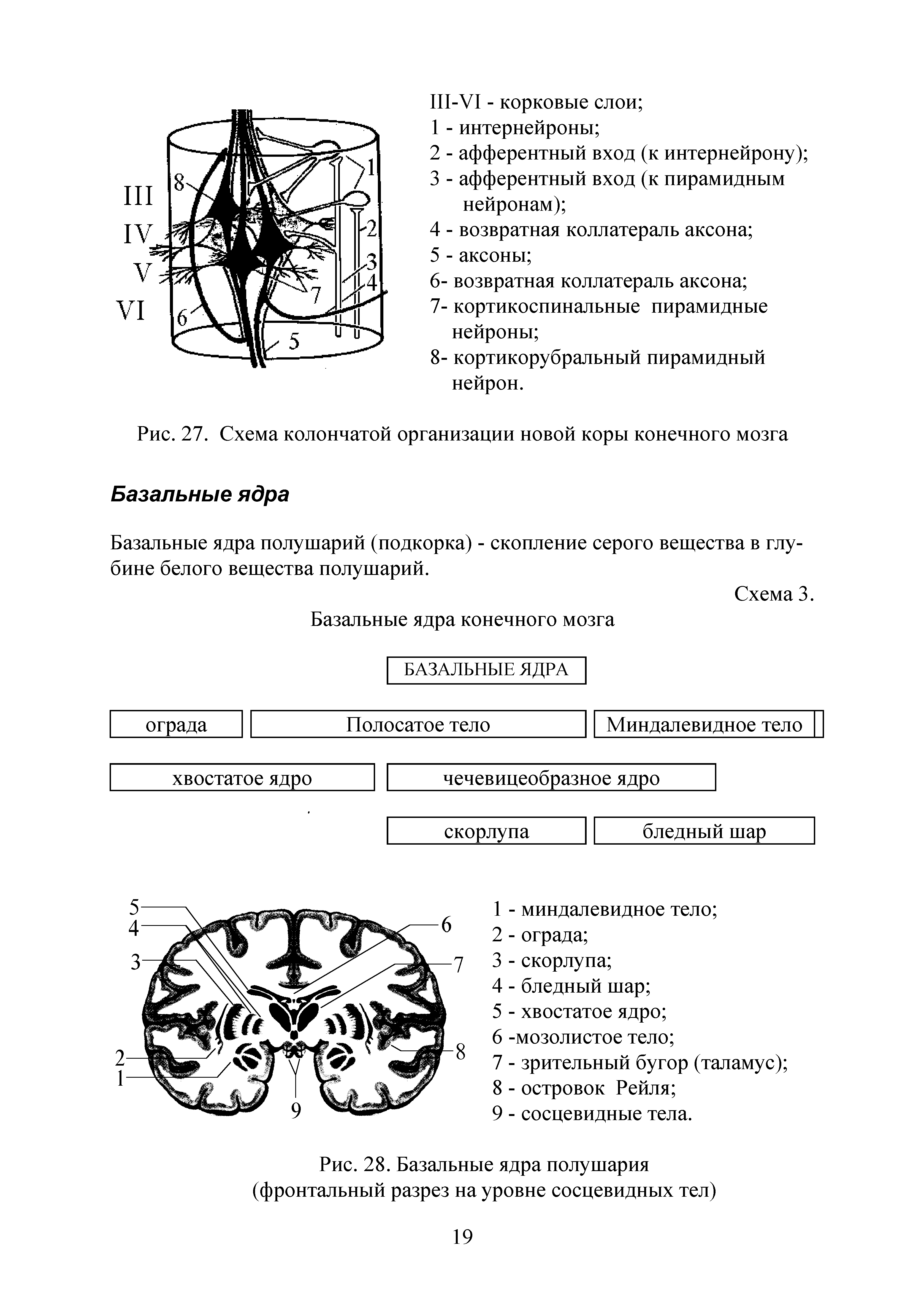 Рис. 27. Схема колончатой организации новой коры конечного мозга...