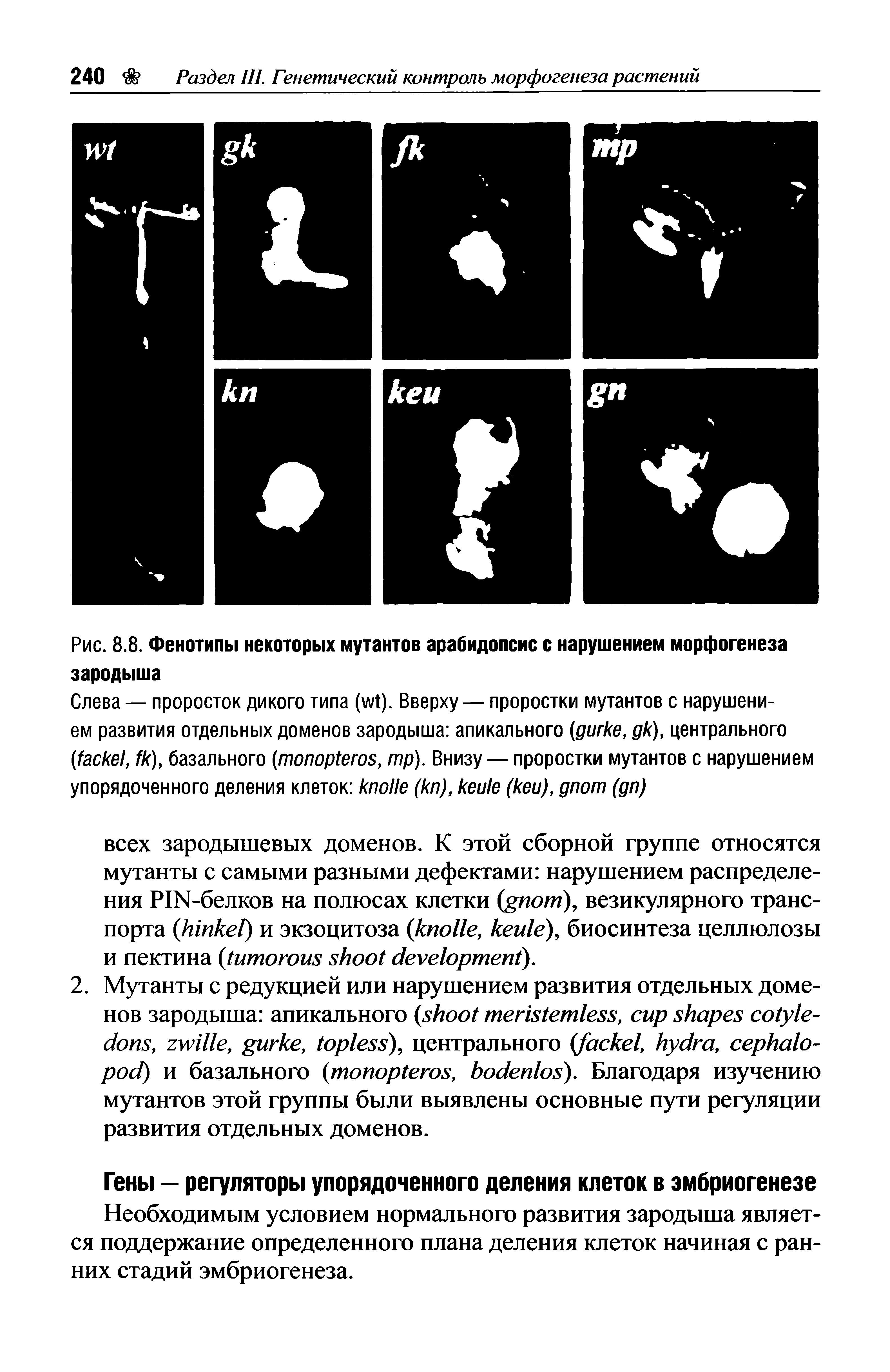 Рис. 8.8. Фенотипы некоторых мутантов арабидопсис с нарушением морфогенеза зародыша...