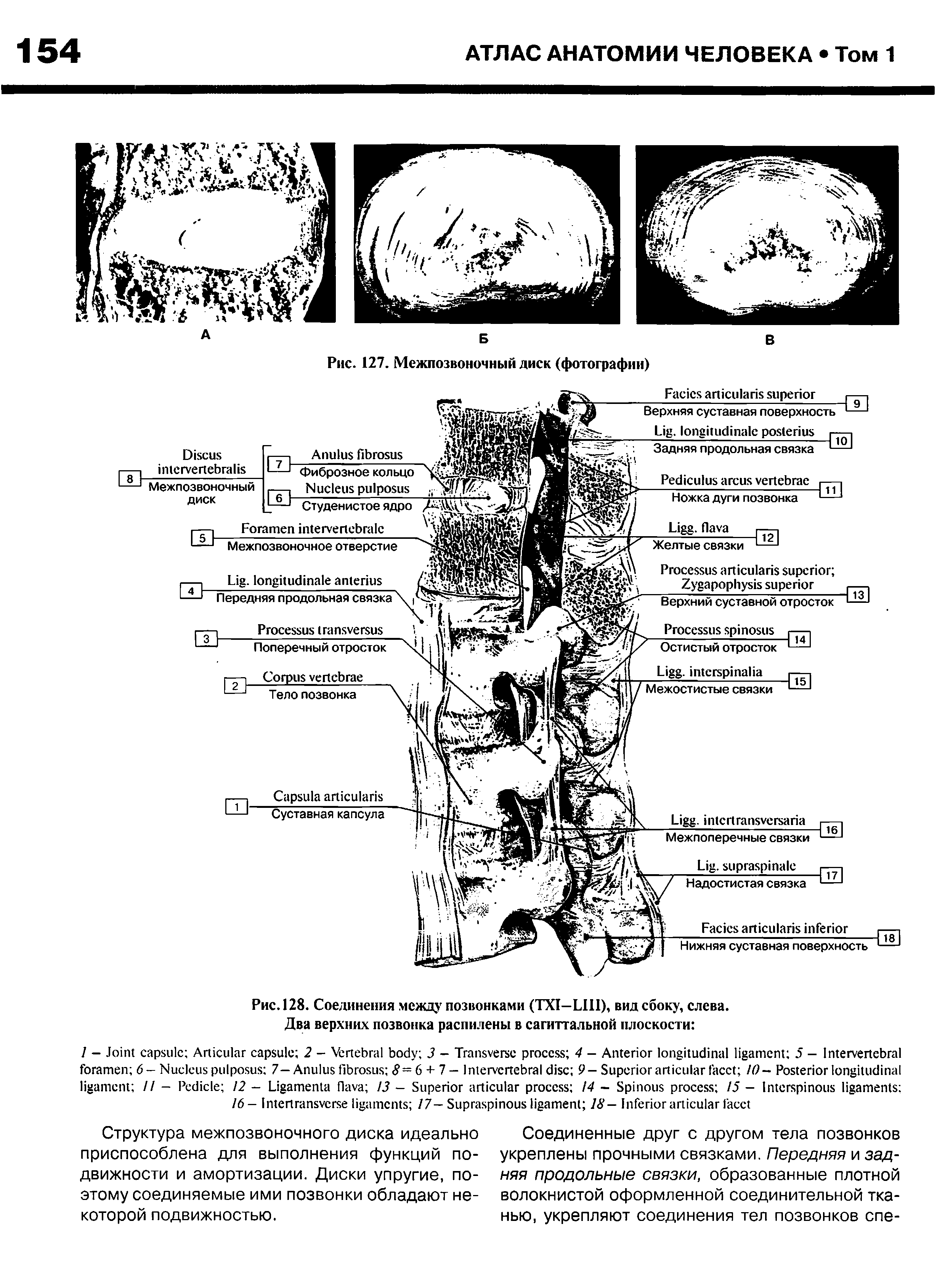 Рис. 128. Соединения между позвонками (TXI—LI11), вид сбоку, слева.