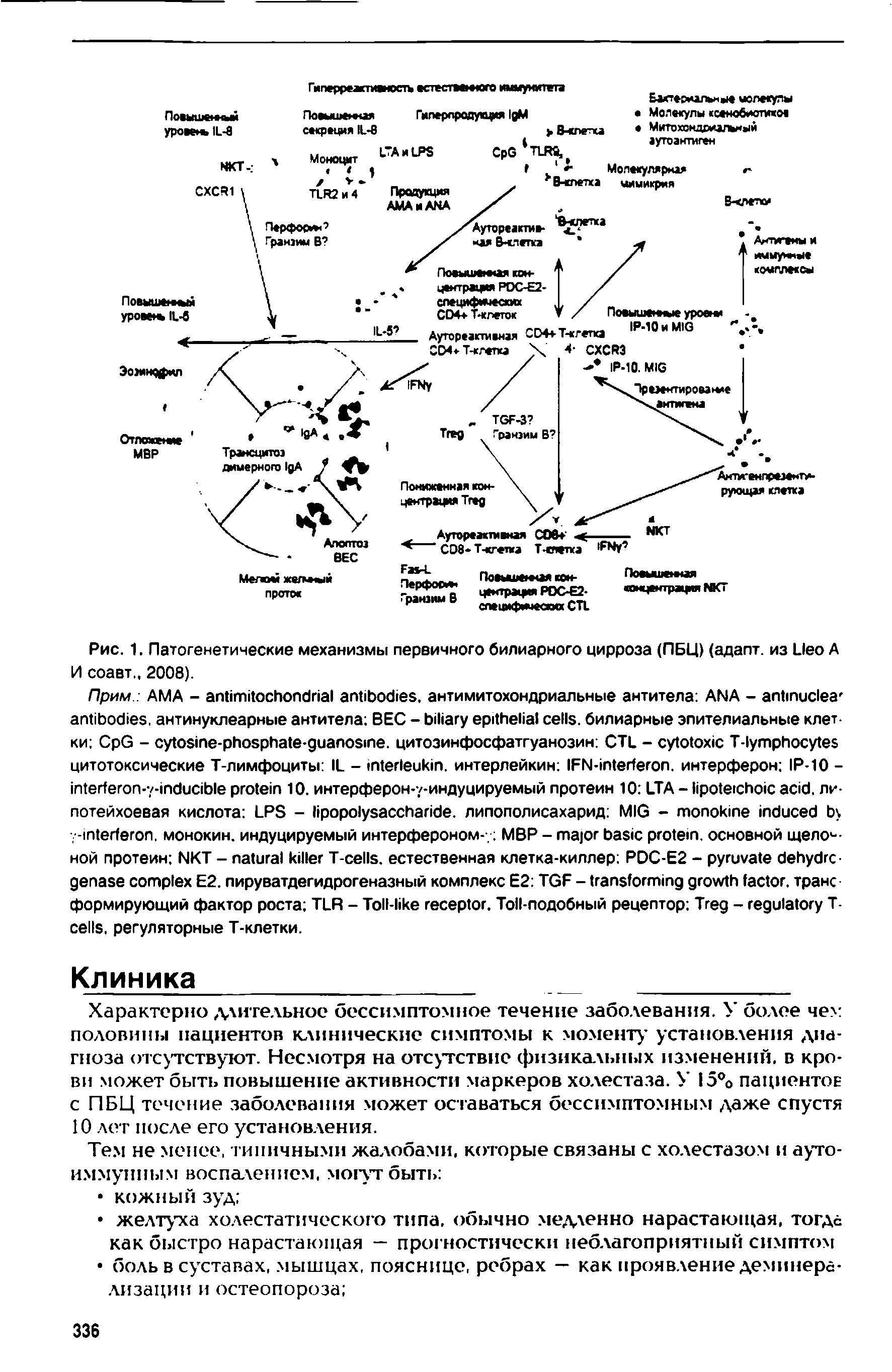 Рис. 1. Патогенетические механизмы первичного билиарного цирроза (ПБЦ) (адапт. из L А И соавт., 2008).