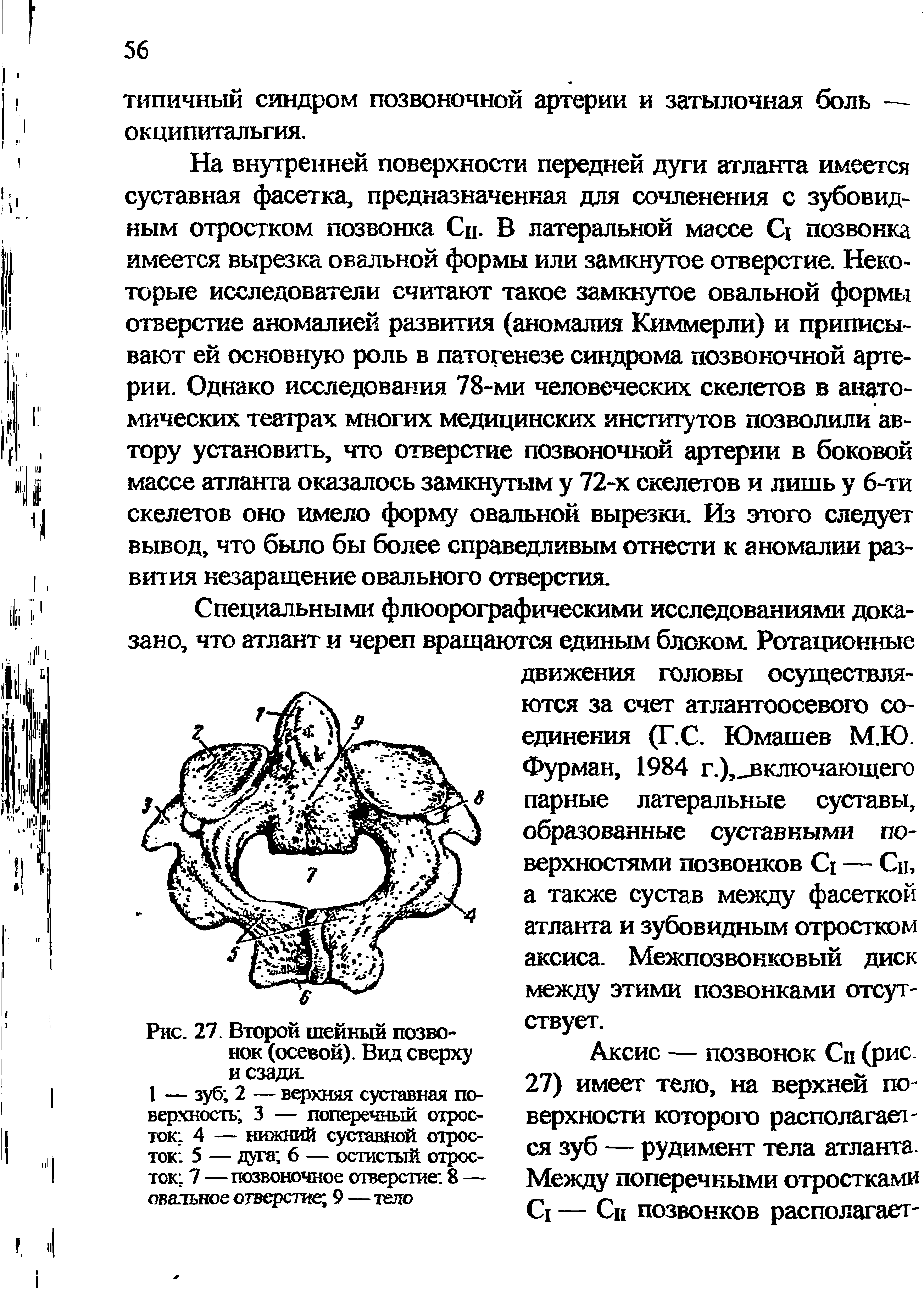 Рис. 27 Второй шейный позвонок (осевой). Вид сверху и сзади.