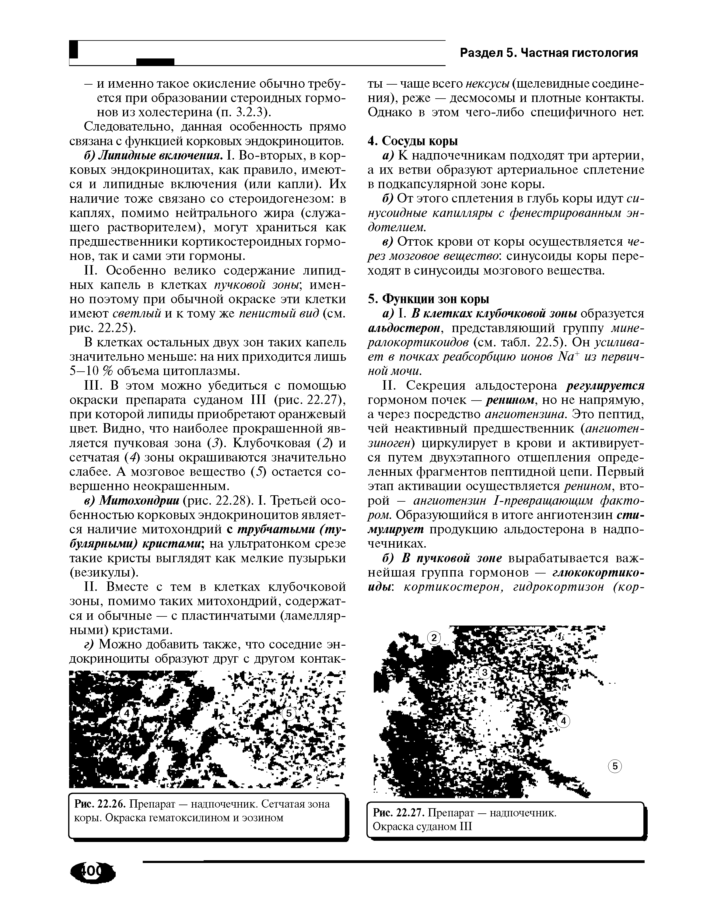 Рис. 22.26. Препарат — надпочечник. Сетчатая зона коры. Окраска гематоксилином и эозином...