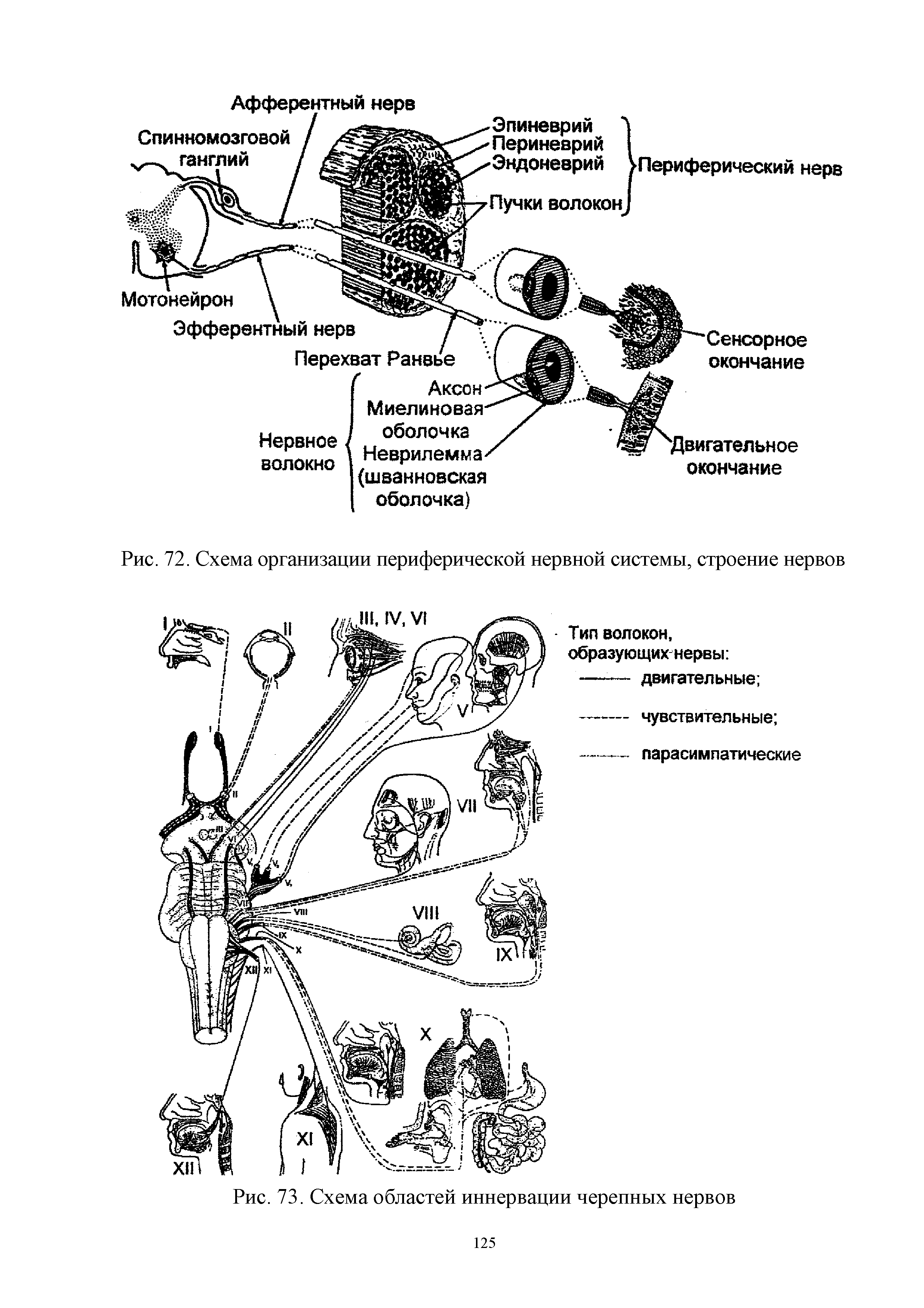 Рис. 72. Схема организации периферической нервной системы, строение нервов...