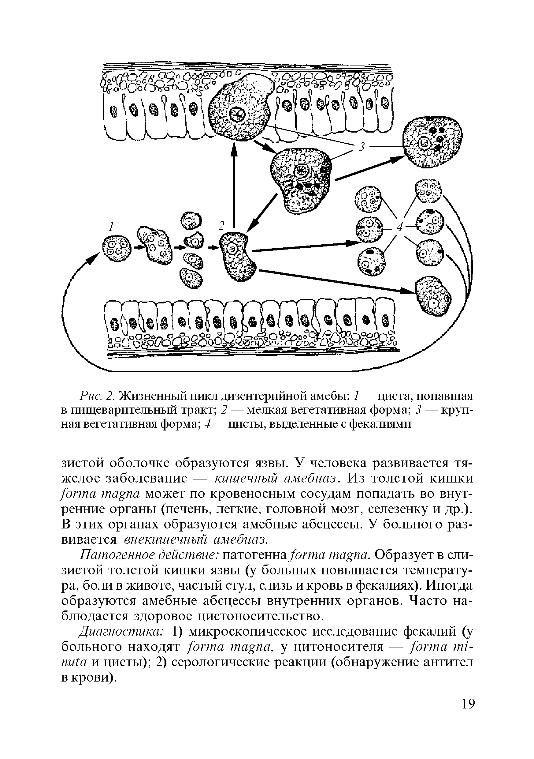 Рис. 2. Жизненный цикл дизентерийной амебы 1 — циста, попавшая в пищеварительный тракт 2 — мелкая вегетативная форма 3 — крупная вегетативная форма 4 — цисты, выделенные с фекалиями...