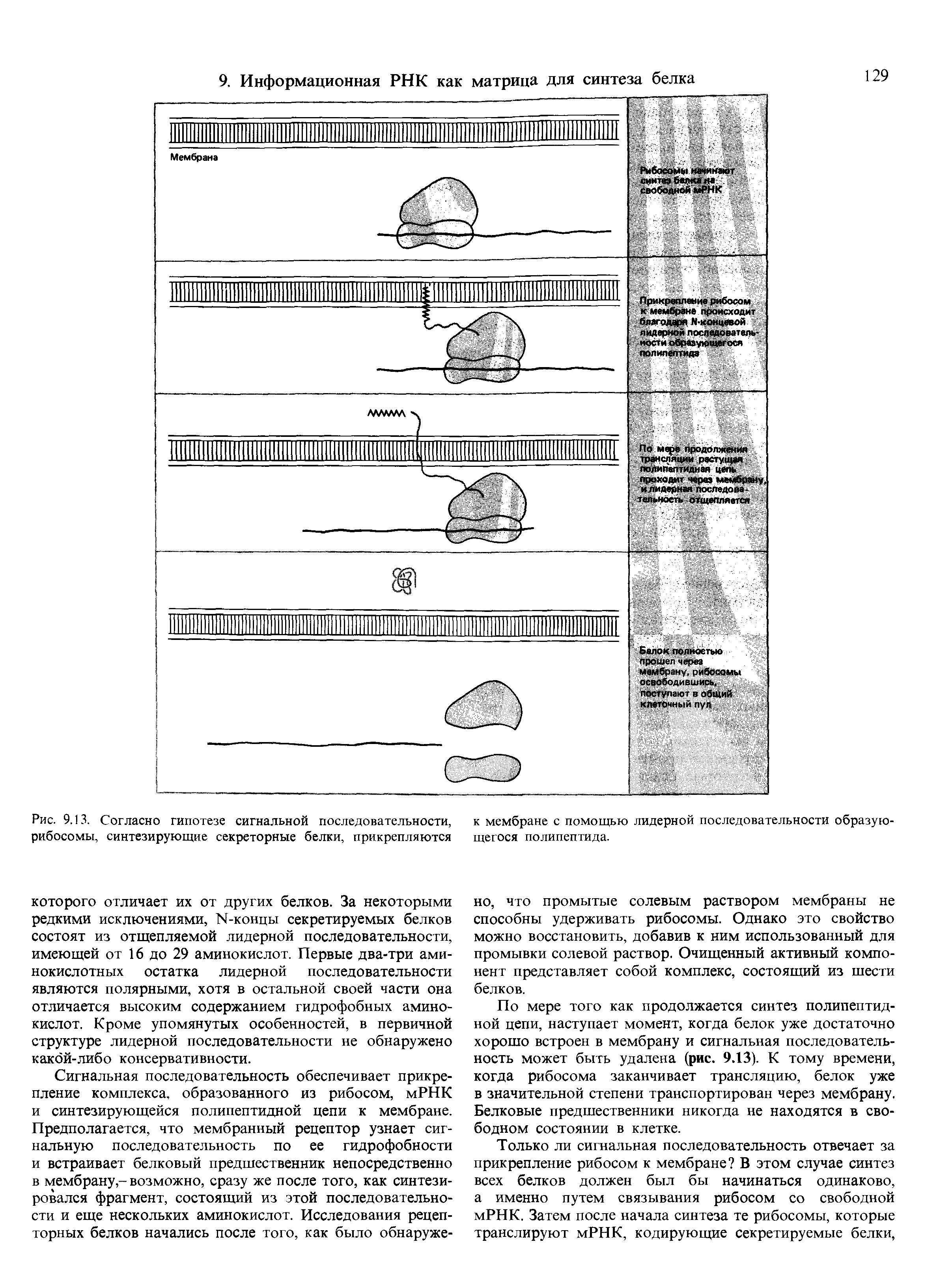 Рис. 9.13. Согласно гипотезе сигнальной последовательности, к мембране с помощью лидерной последовательности образую-рибосомы, синтезирующие секреторные белки, прикрепляются щегося полипептида.