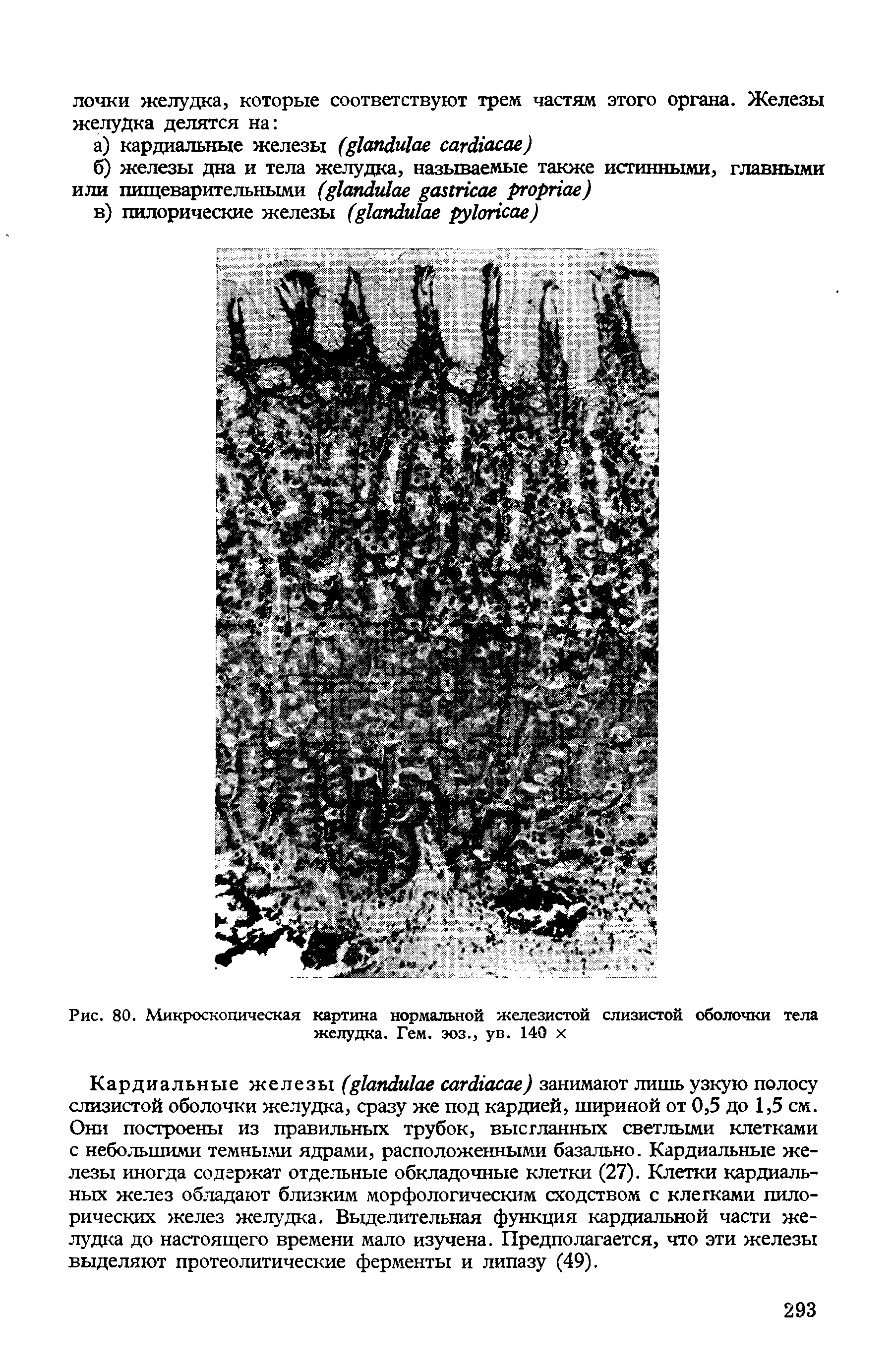 Рис. 80. Микроскопическая картина нормальной железистой слизистой оболочки тела желудка. Гем. эоз., ув. 140 х...